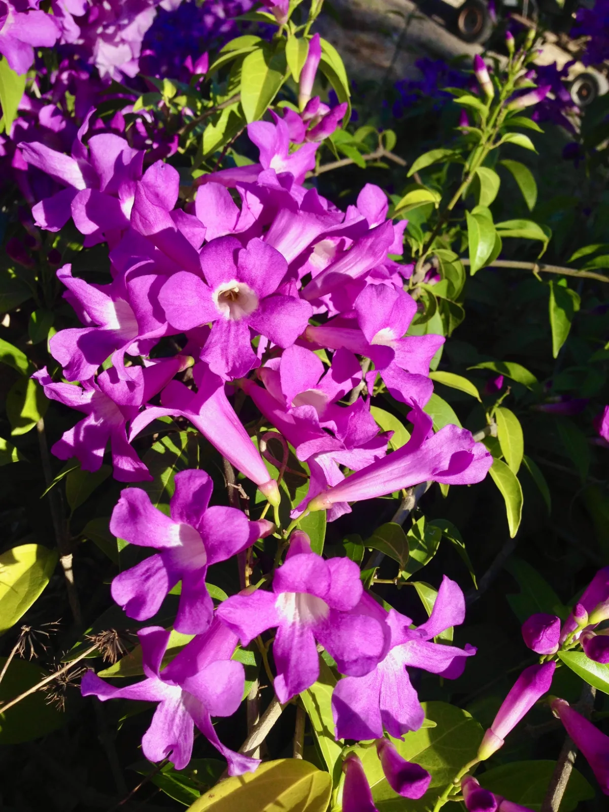 Clusters of vibrant purple garlic vine flowers blooming among green leaves.