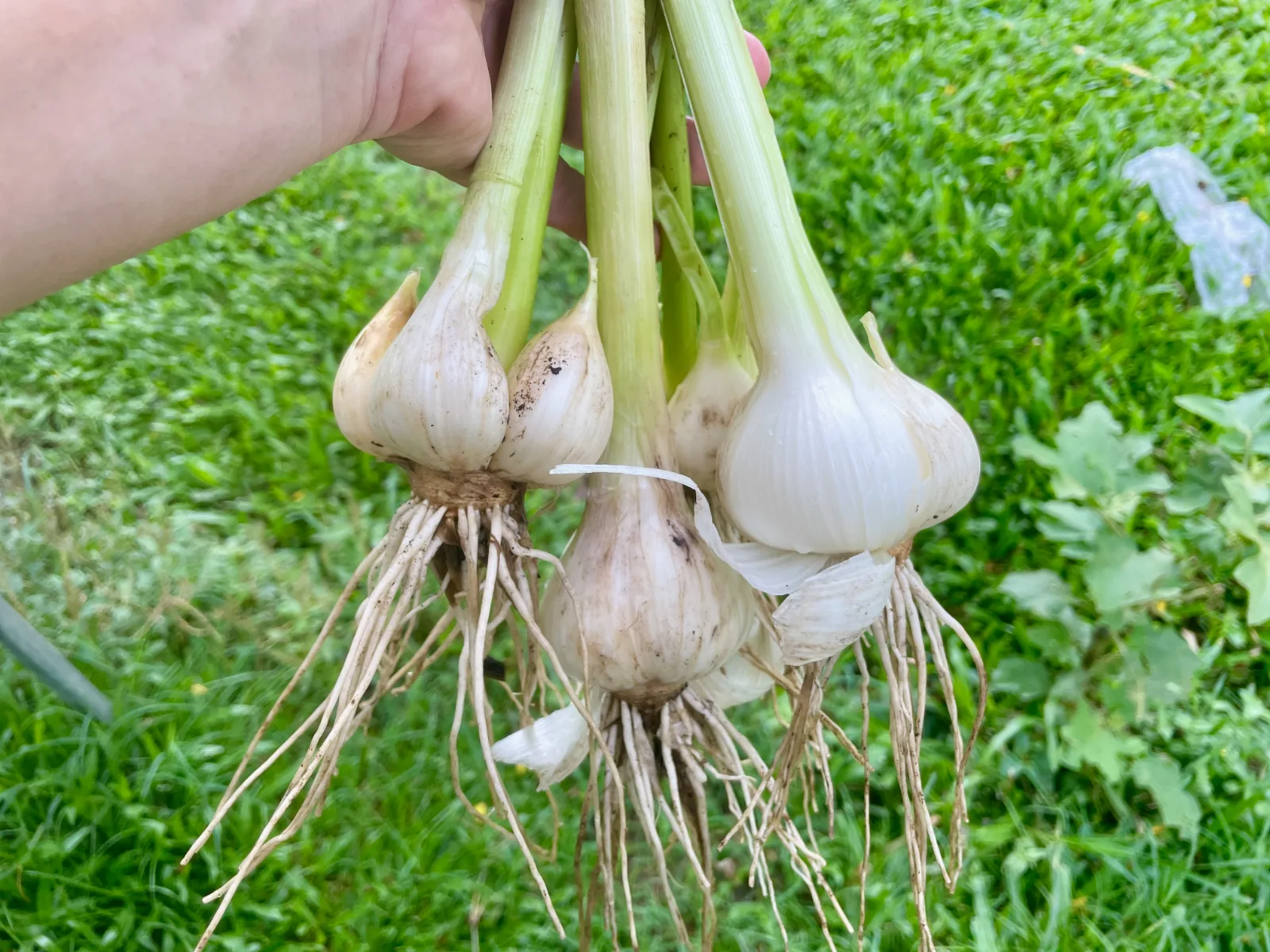 A bunch of harvested homegrown garlic in Australia