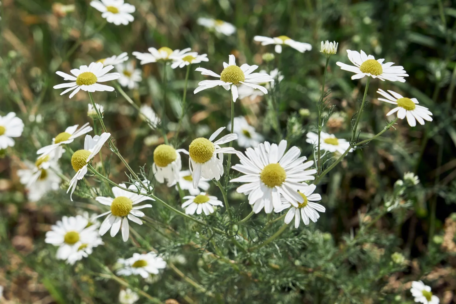 German chamomile flowers with yellow centers and white petals blooming in a green garden.