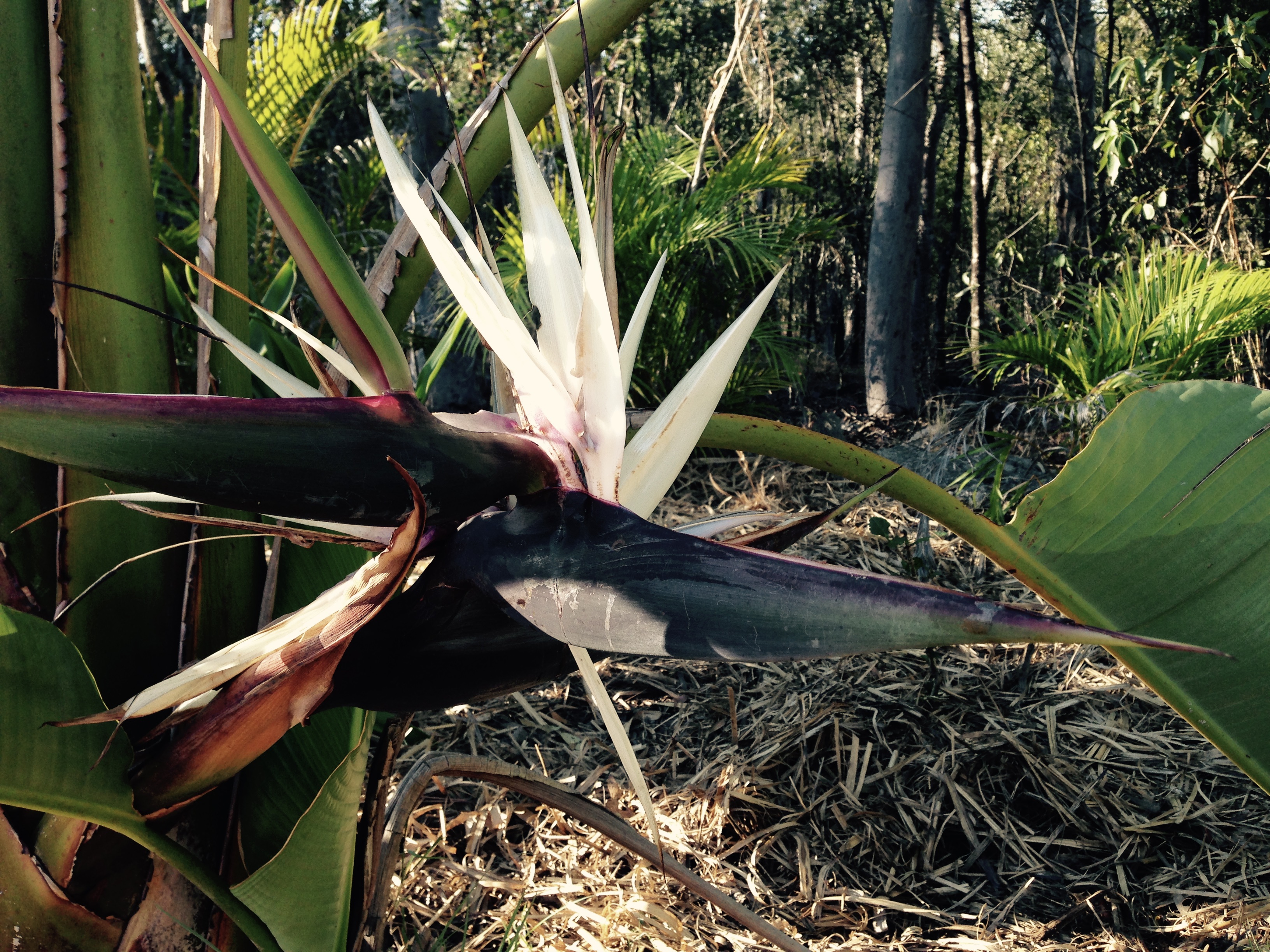 Giant bird of paradise flower with white petals and a dark purple bract.
