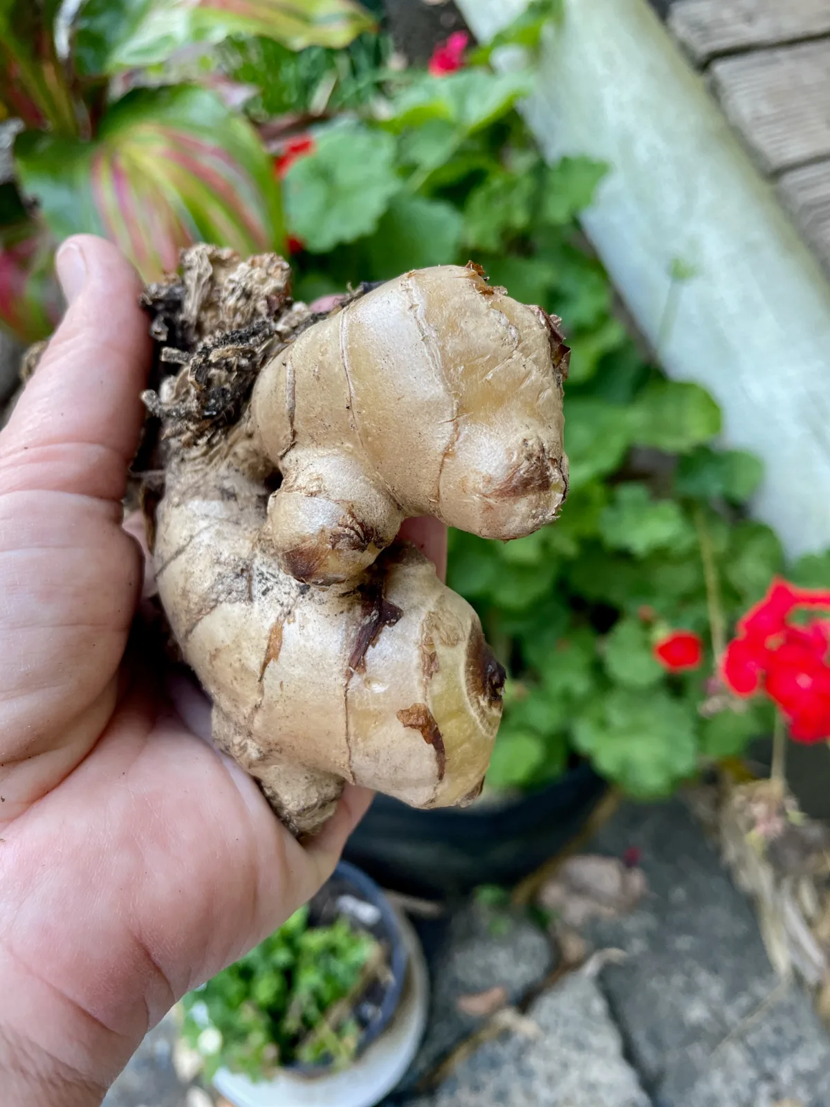 Homegrown ginger root - Zingiber officinale in Australia