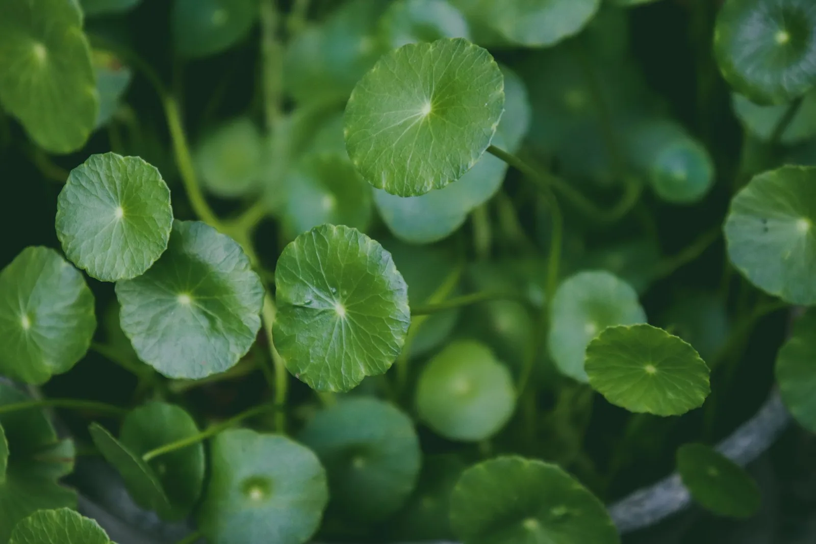 Close-up of circular green Gotu kola leaves growing in a garden bed.
