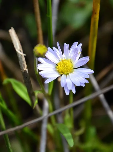 A pale blue grass daisy flower with a yellow centre blooming among green stalks.