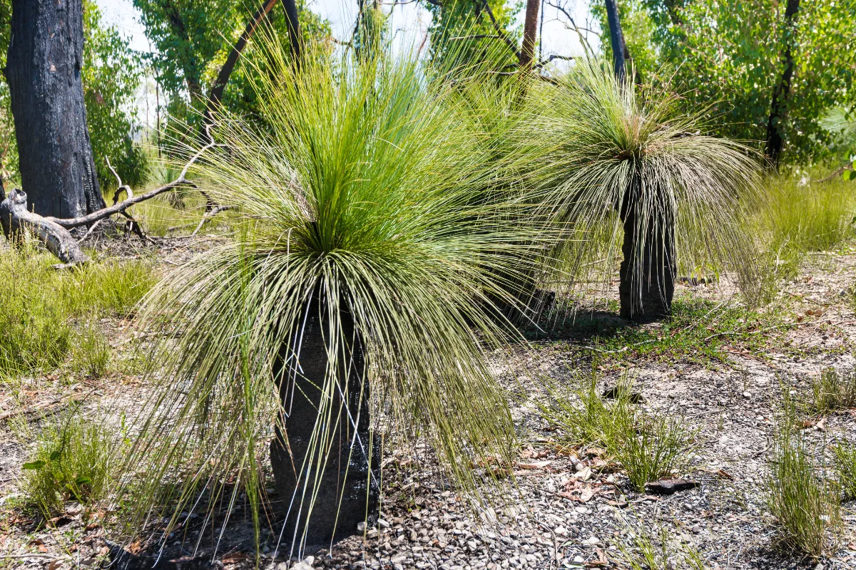 Two grass trees with blackened trunks growing in a bushland landscape.
