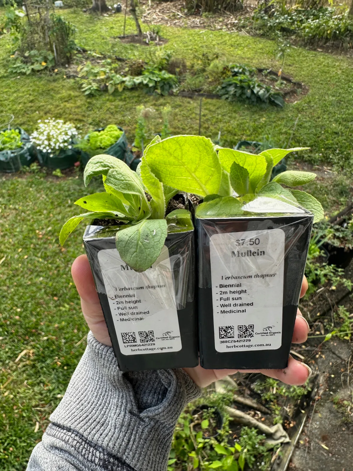 Small mullein plants ready to plant in the garden in Australia