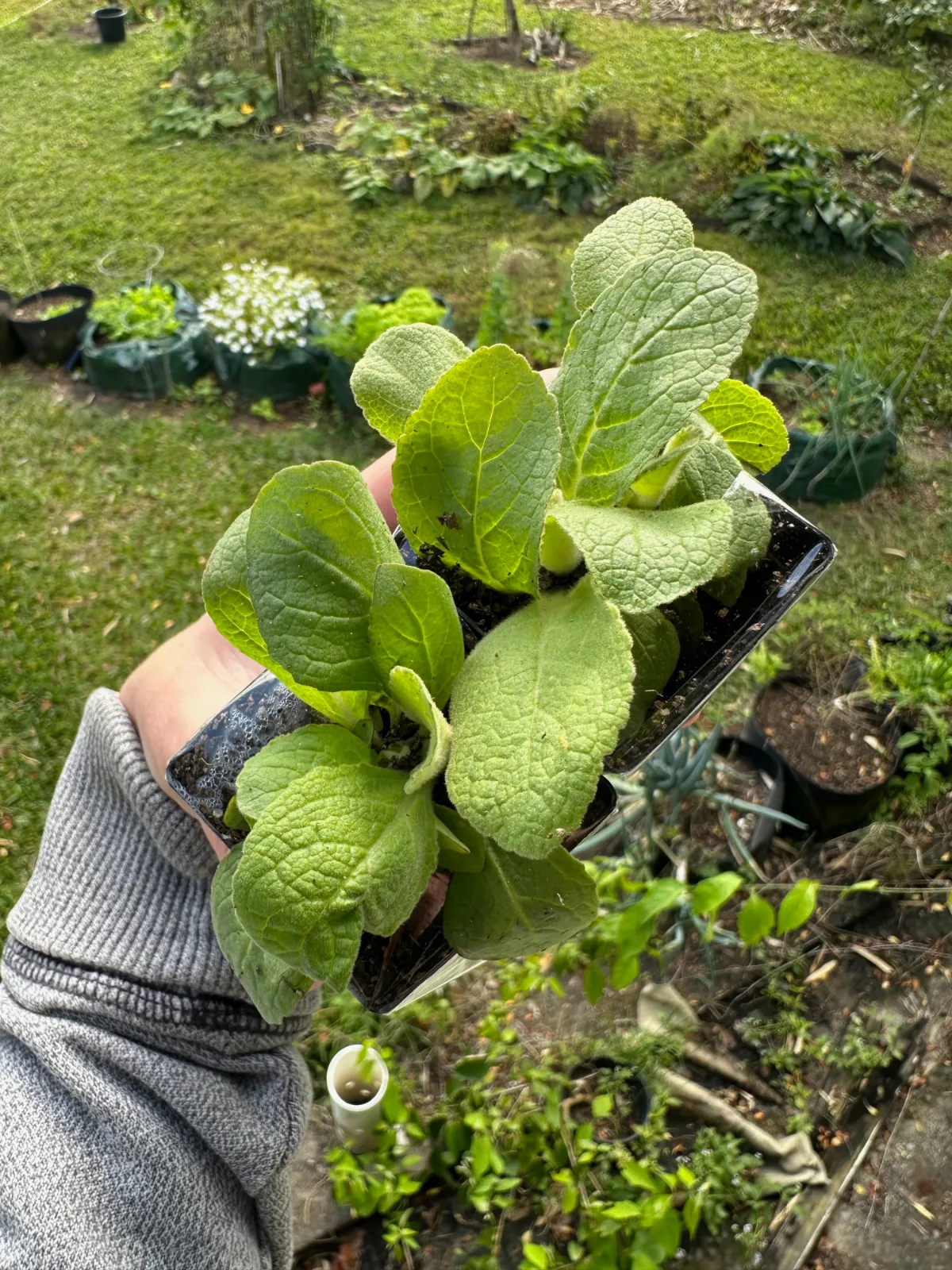 Small mullein plants ready to plant in the garden or a pot in Australia