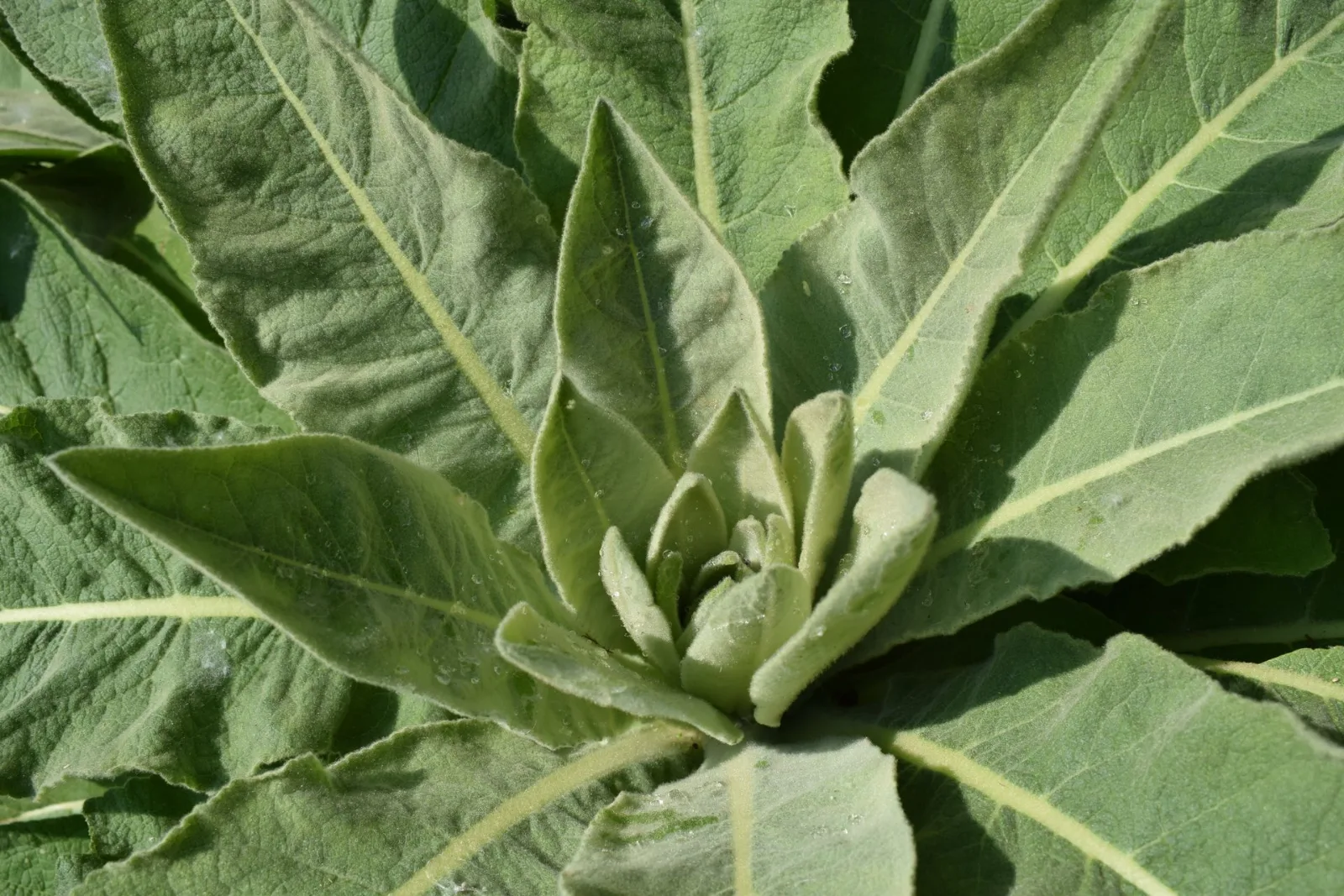 Detailed close-up of lush green Mullein plant leaves