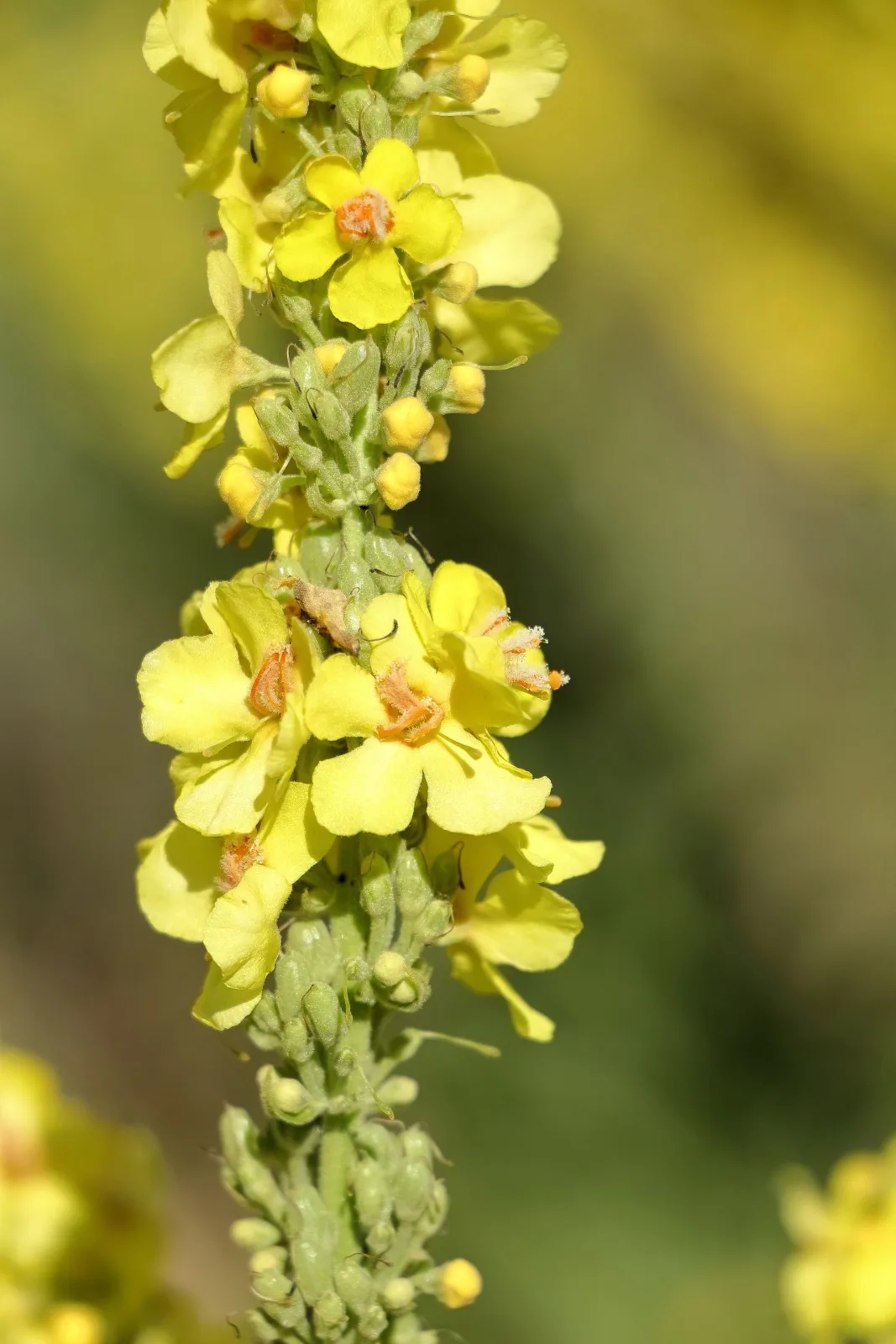 Mullein flower spike