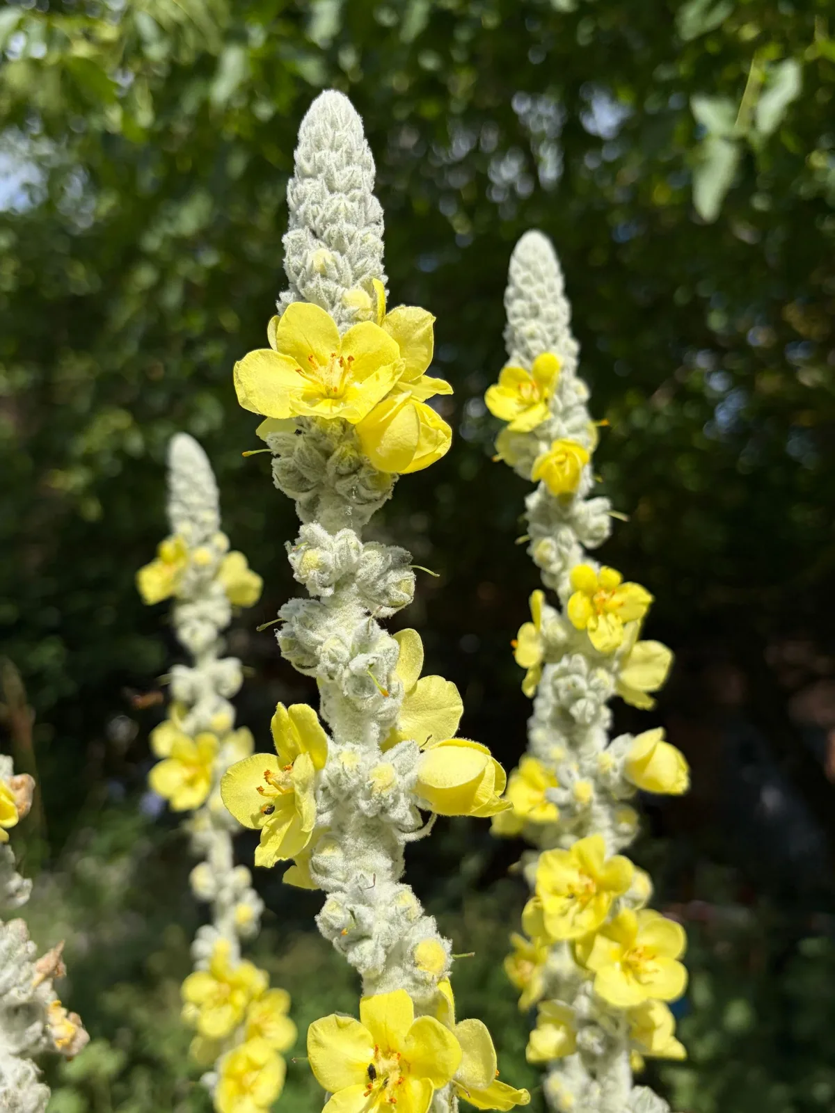 Close-up of yellow Mullein flowers with lush greenery in sunlight