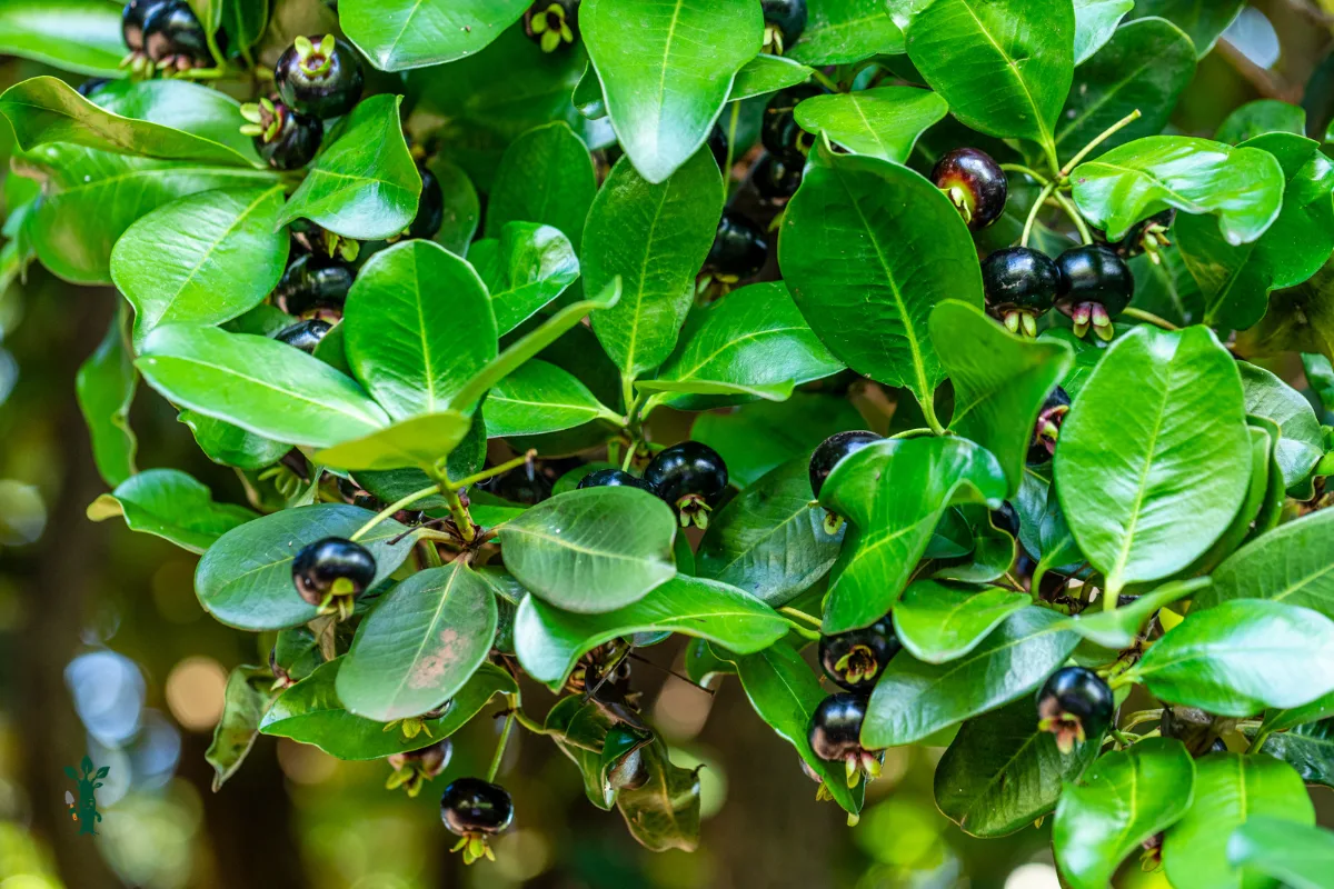 Deep purple Grumichama berries hanging among glossy green leaves on a tree.