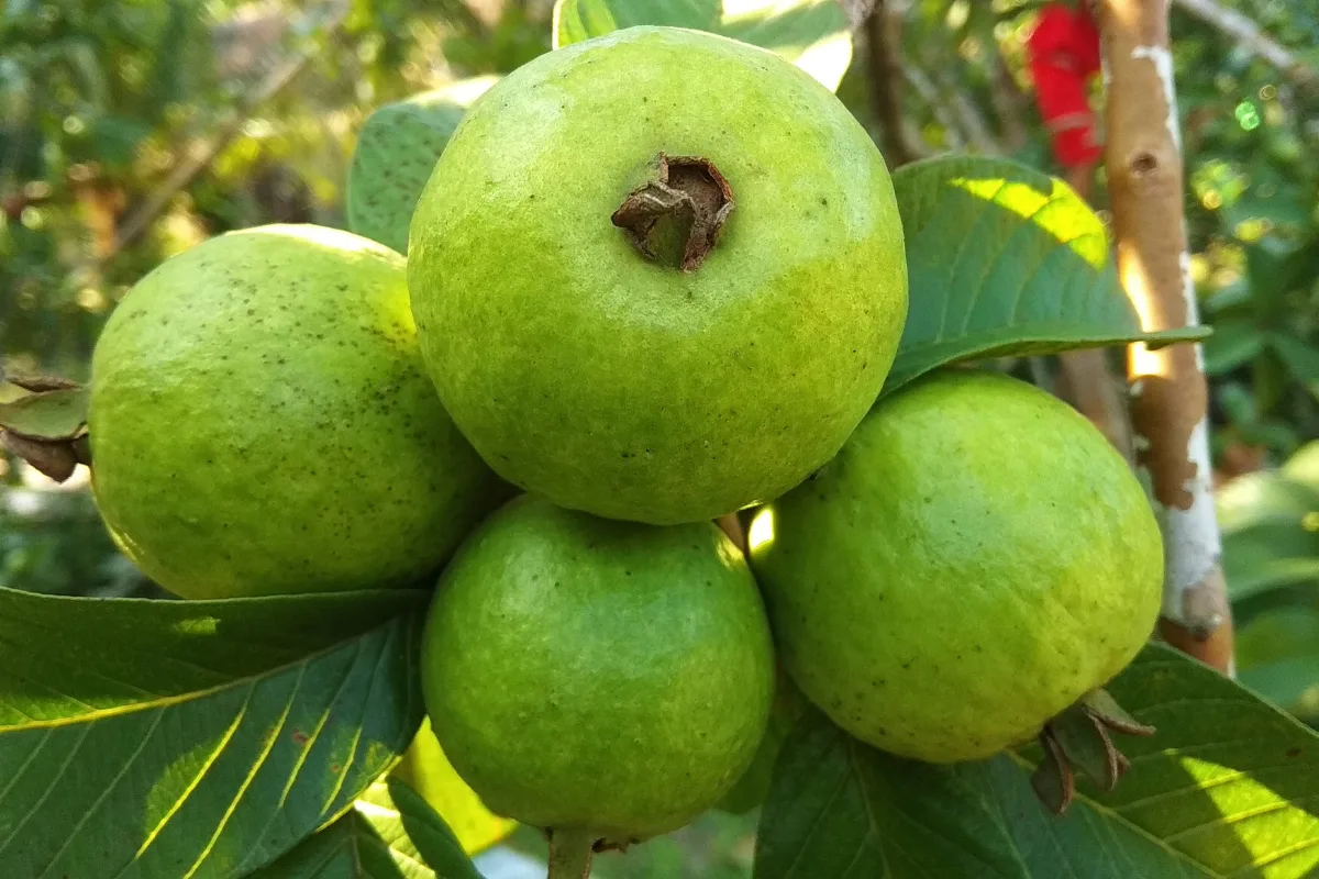 A cluster of green, rounded guava fruit growing among leaves on a branch.
