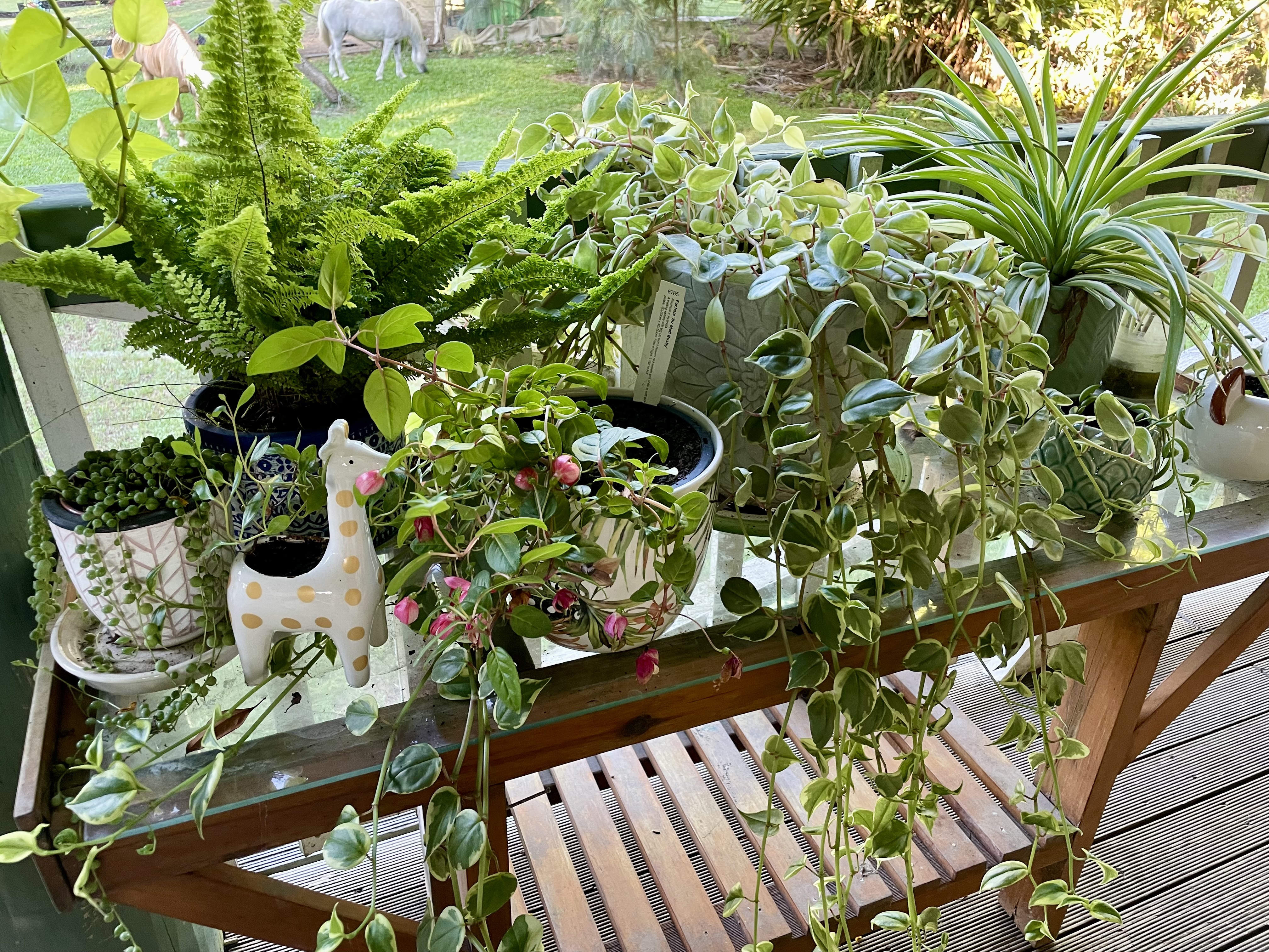 Plant table with indoor plant selection