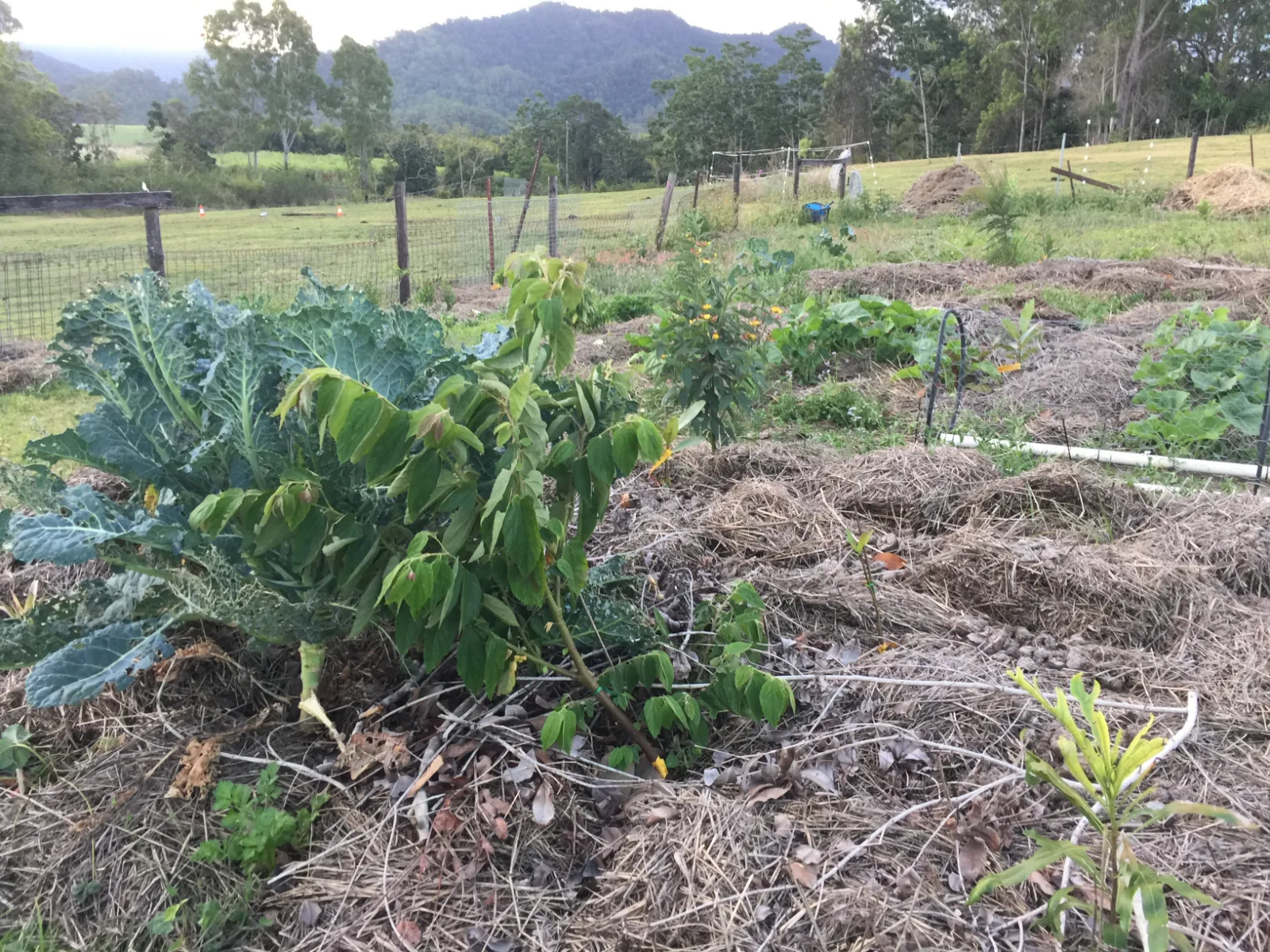 Vegetable patch with straw mulch and young plants against a rural mountain landscape.