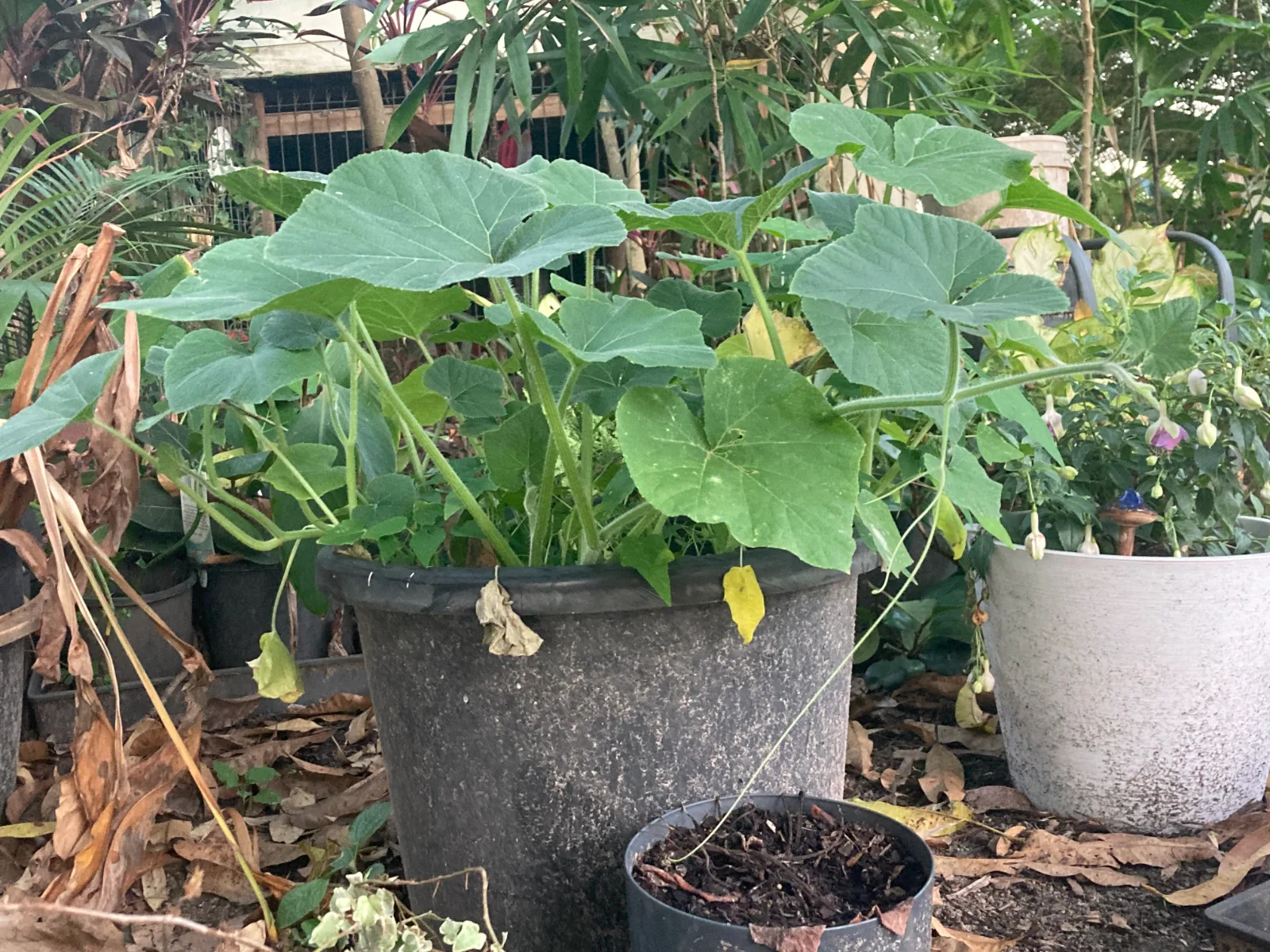 Large green pumpkin leaves growing in a dark plastic container surrounded by other potted plants and dry leaves.