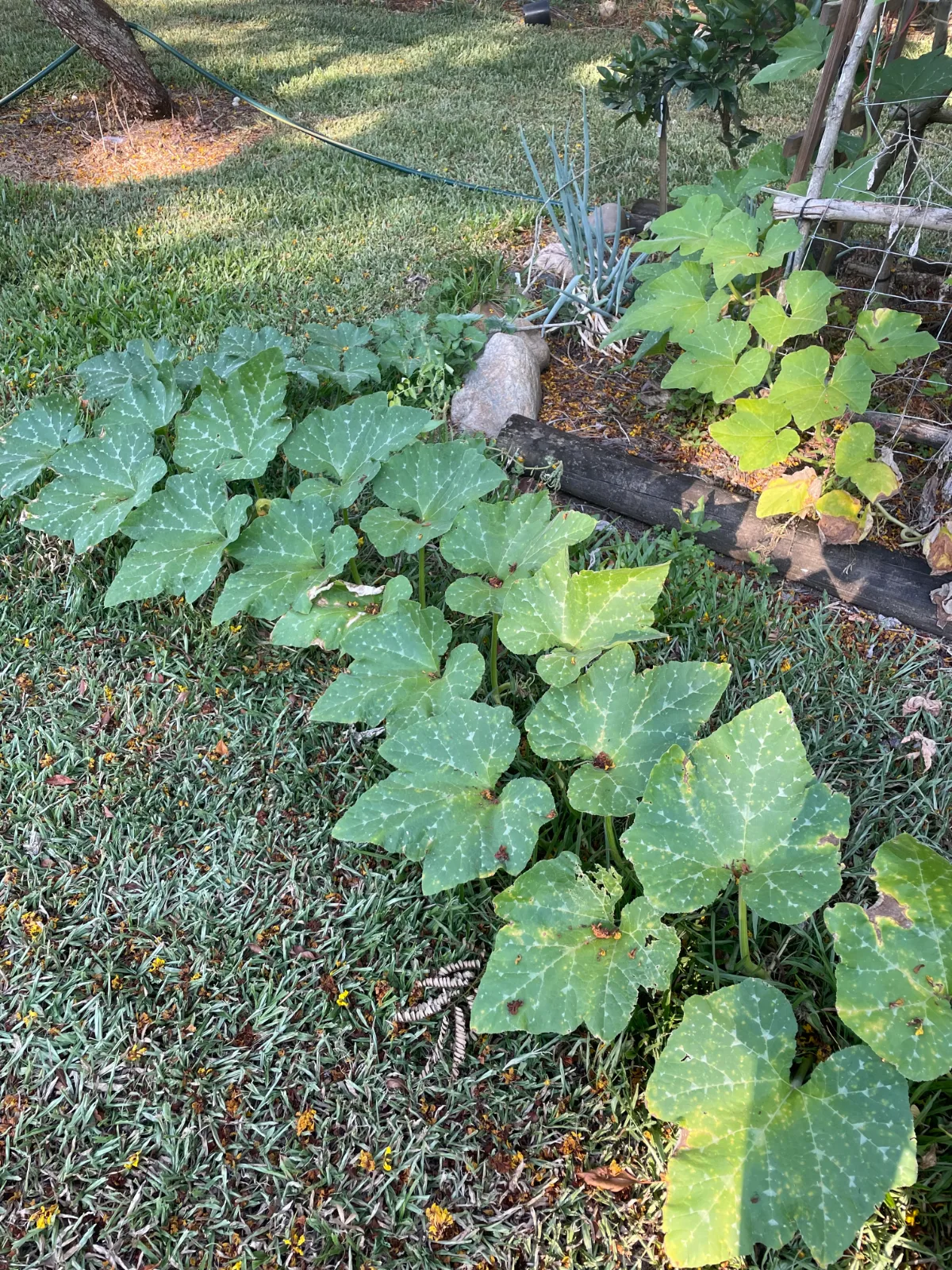Pumpkin vines with broad, patterned green leaves spreading across a patch of grass.