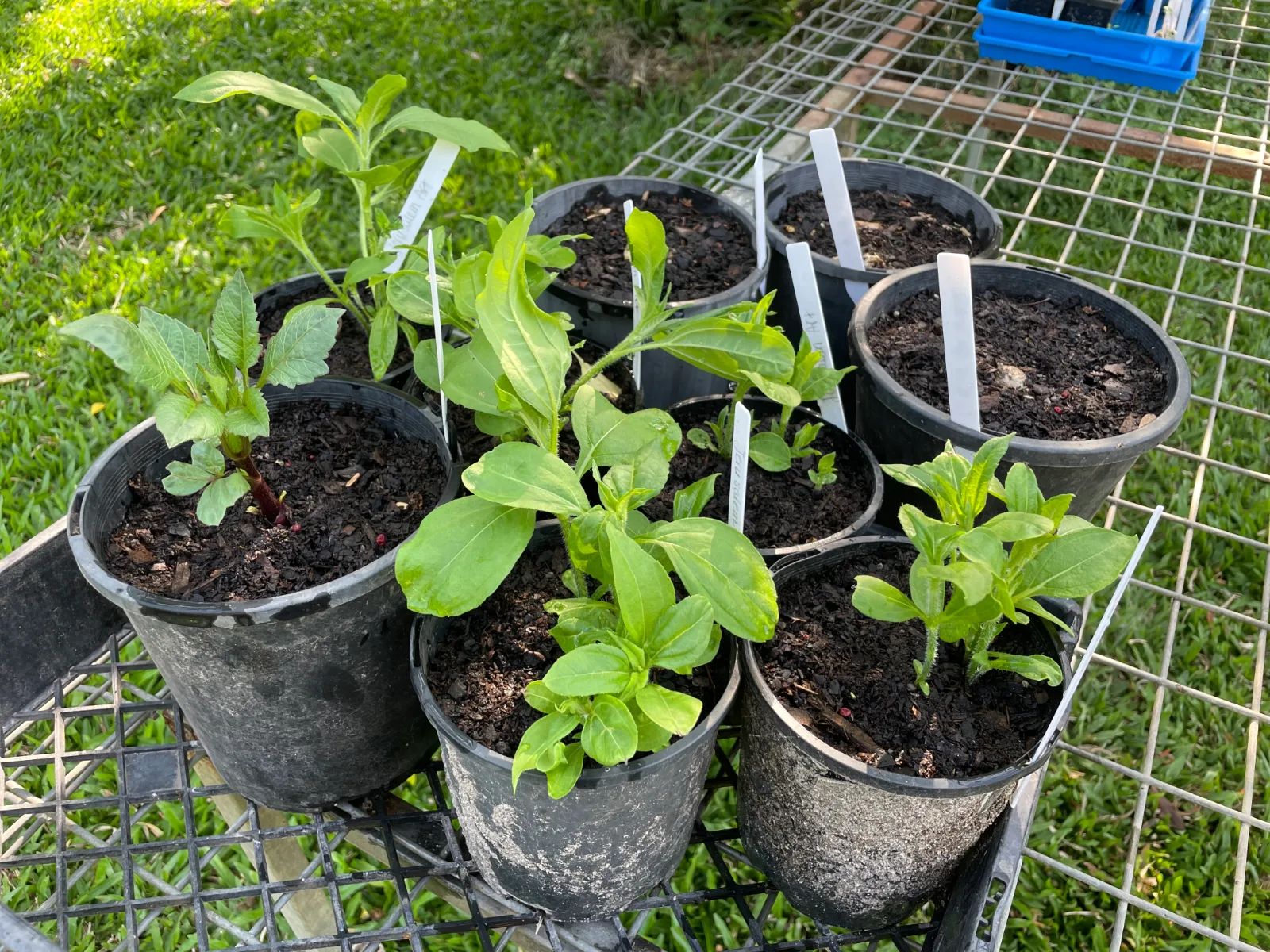 Small potted seedlings with plant markers sit on a metal tray above a grassy lawn.