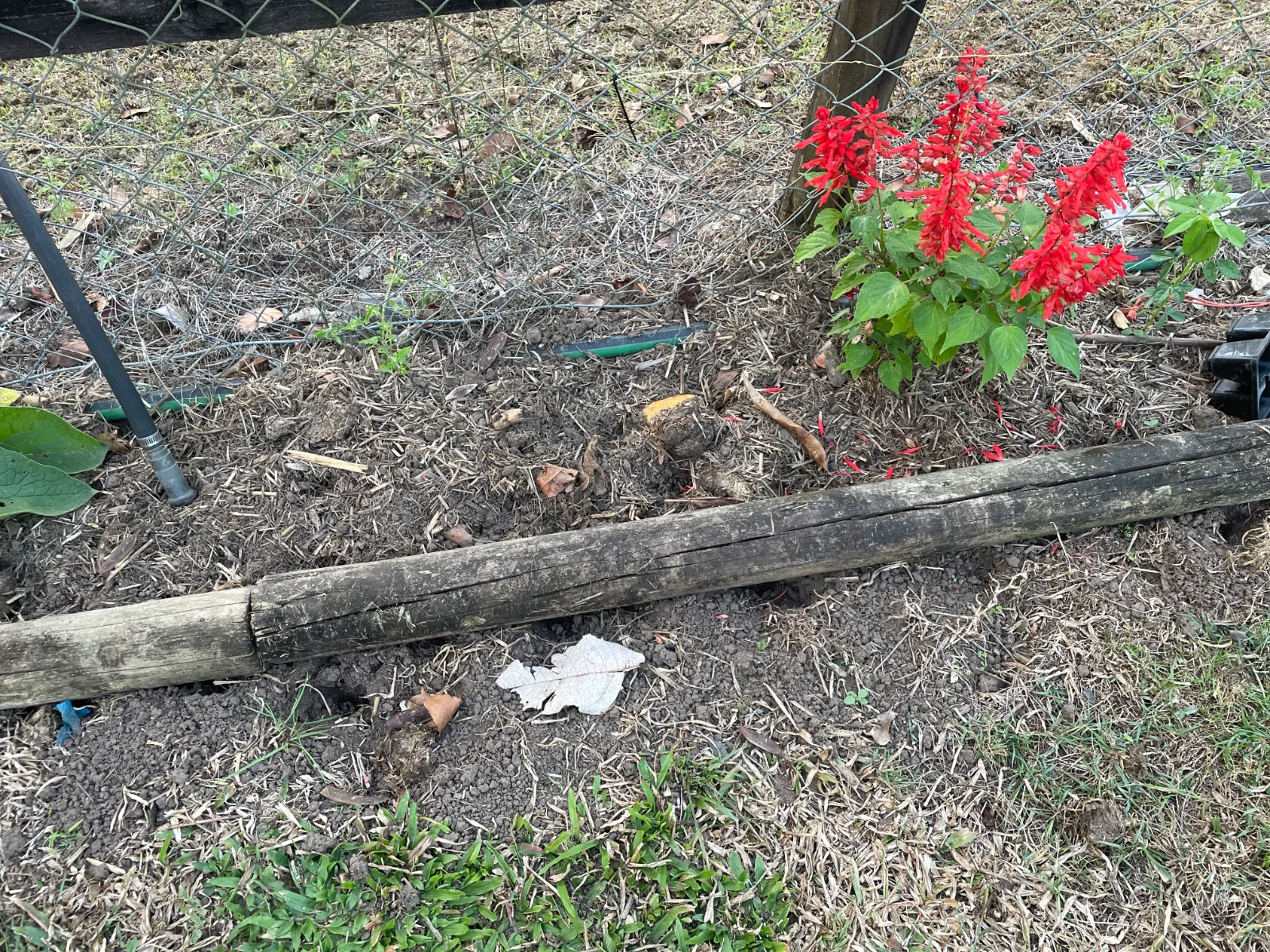 A bright red salvia plant grows beside a garden bed edged with a weathered timber sleeper.