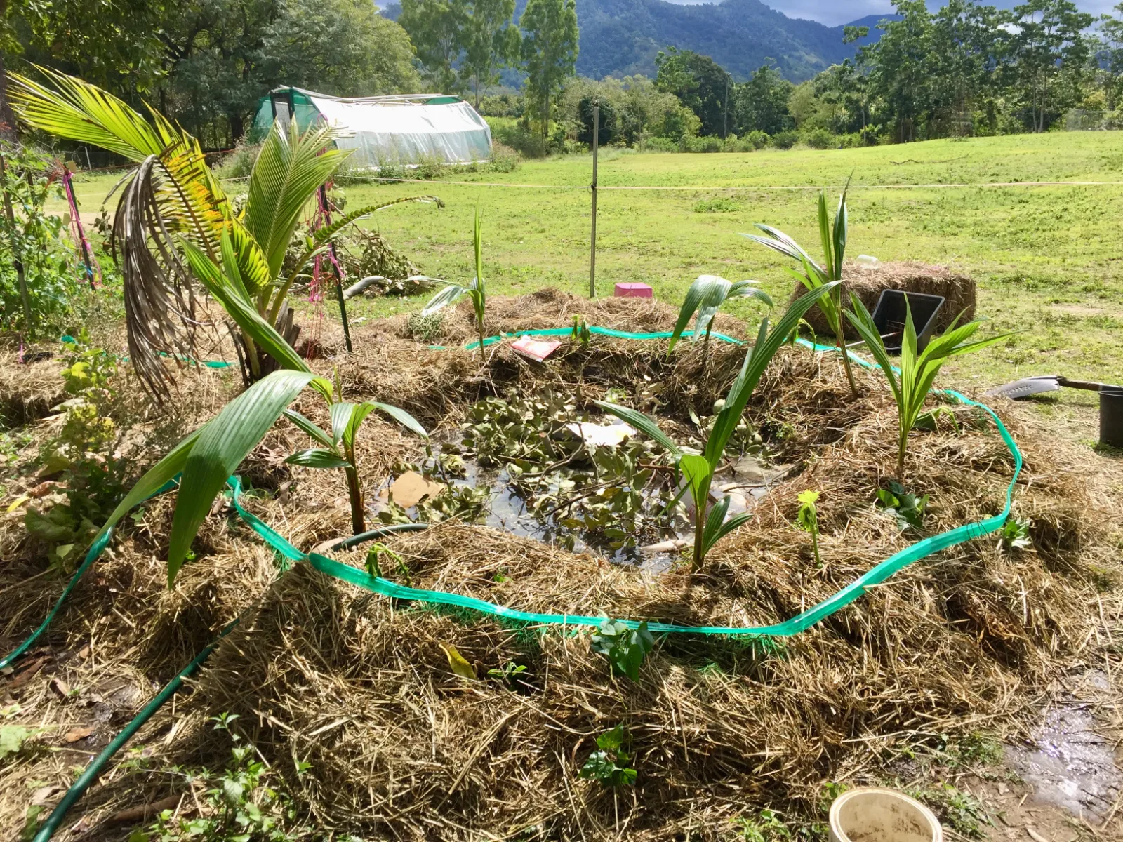 A ring of mulch surrounds a water-filled garden bed planted with young palms in a grassy field.