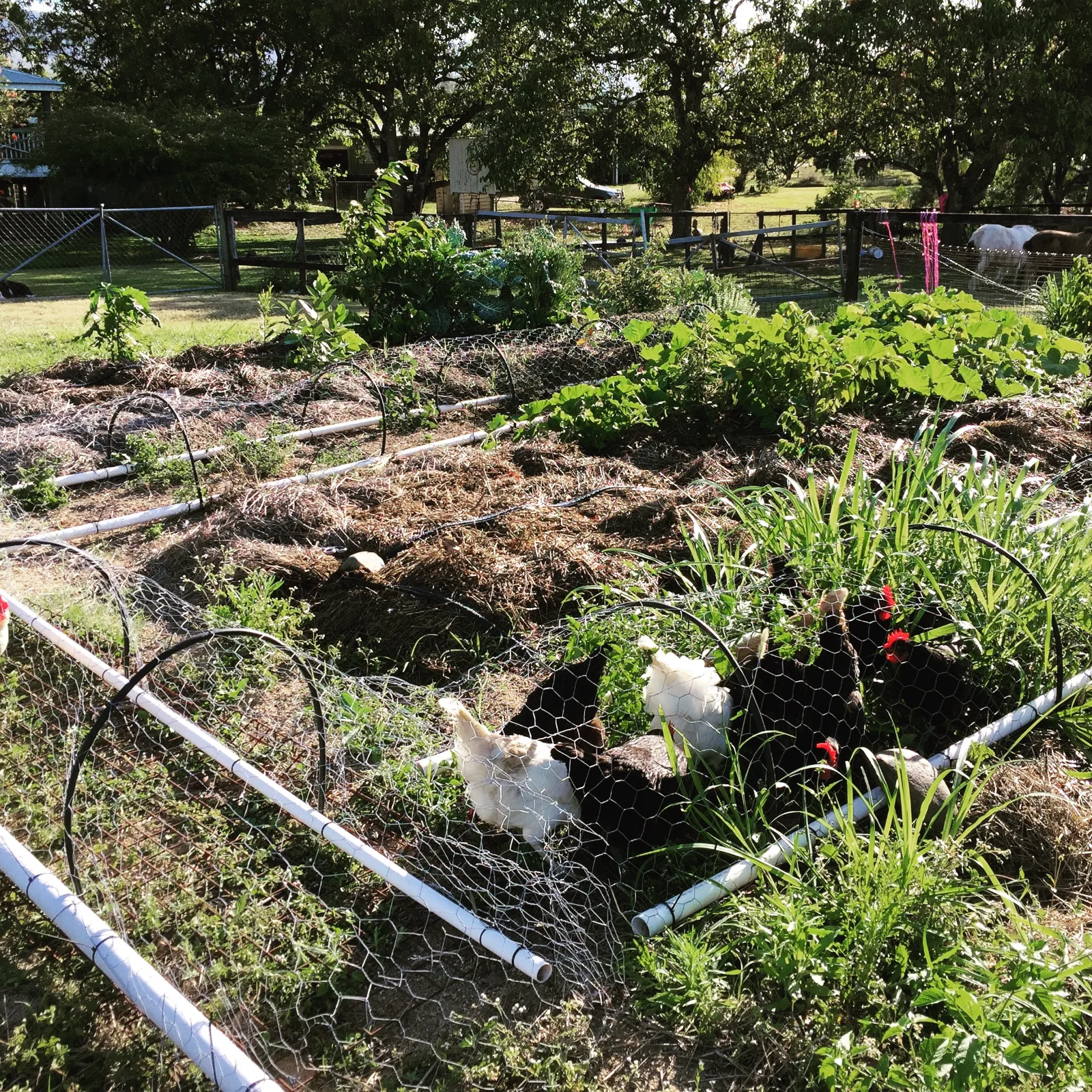 Chickens foraging in a mulched vegetable garden bed enclosed by wire mesh and hoops.