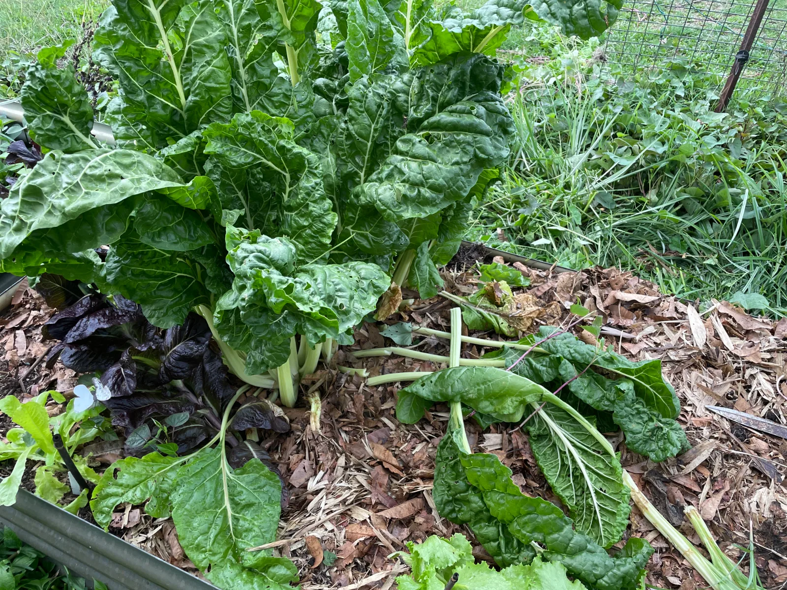 A large silverbeet plant growing in a garden bed mulched with dried leaves and straw.