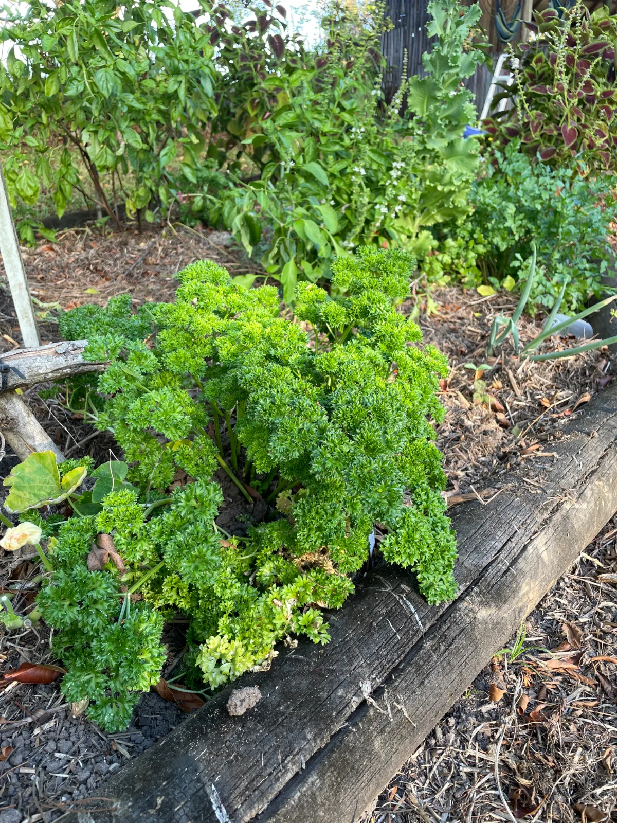 A vibrant green curly parsley plant grows in a garden bed edged with weathered timber sleepers.