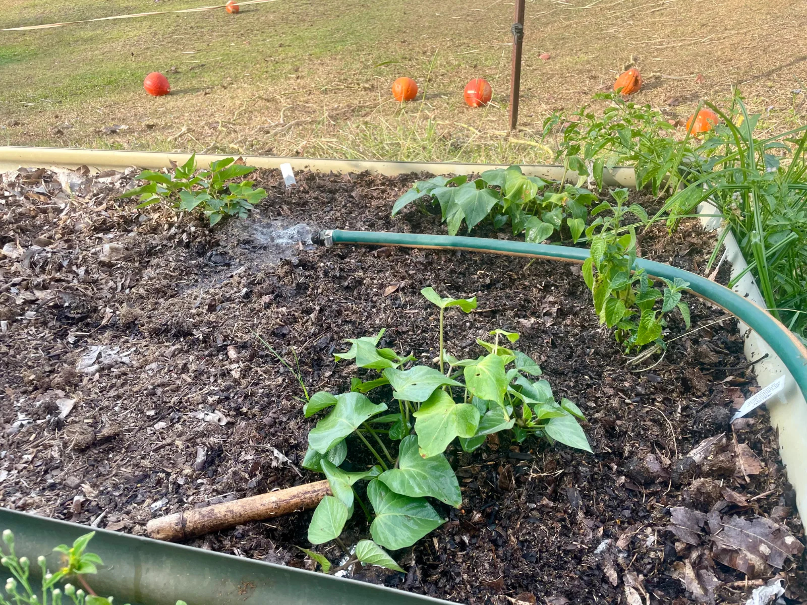 A green garden hose waters young sweet potato plants in a raised garden bed covered with mulch.