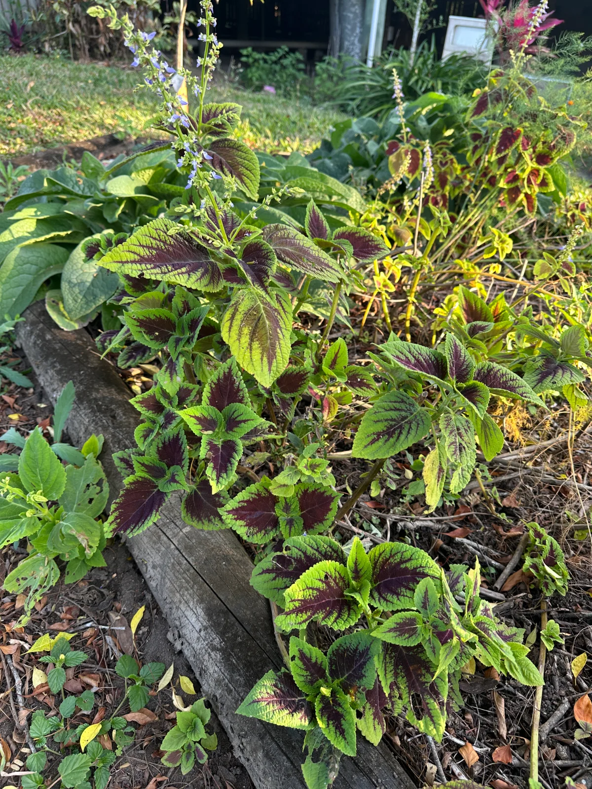 Coleus plants with variegated green and purple leaves grow in a garden bed edged with timber.