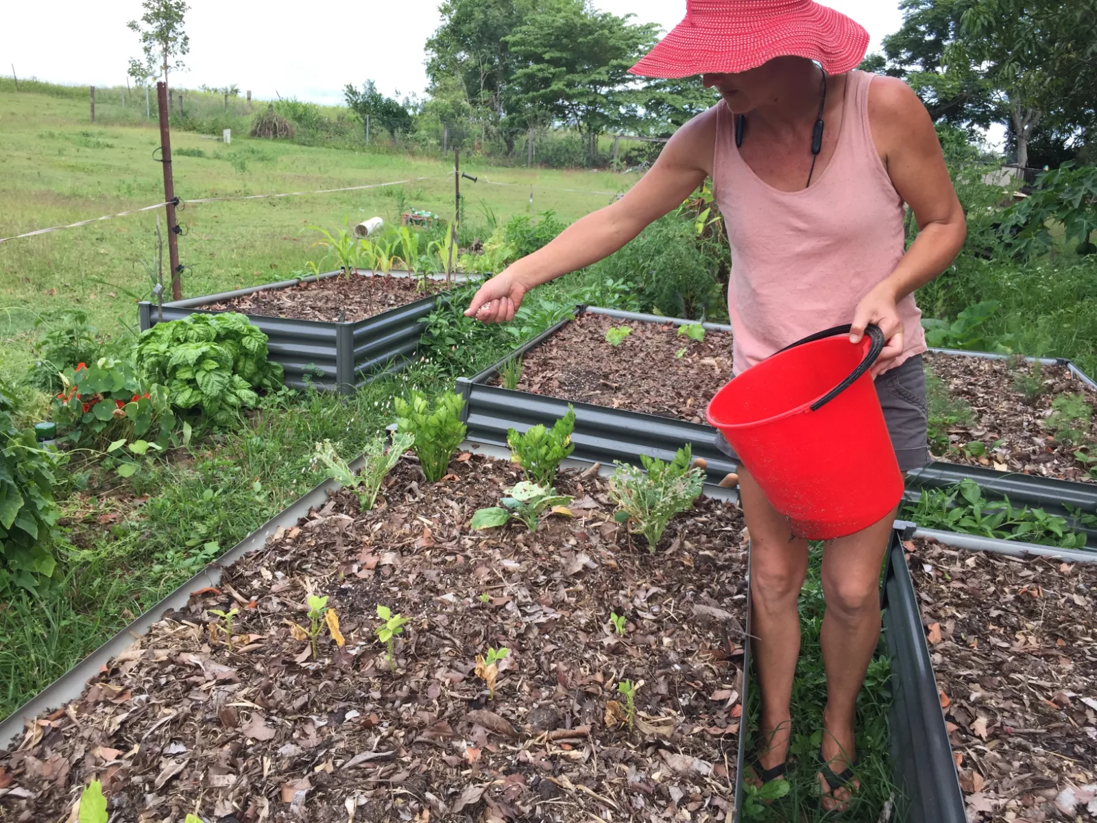 A person in a sun hat sprinkles granules from a red bucket into a mulched garden bed.