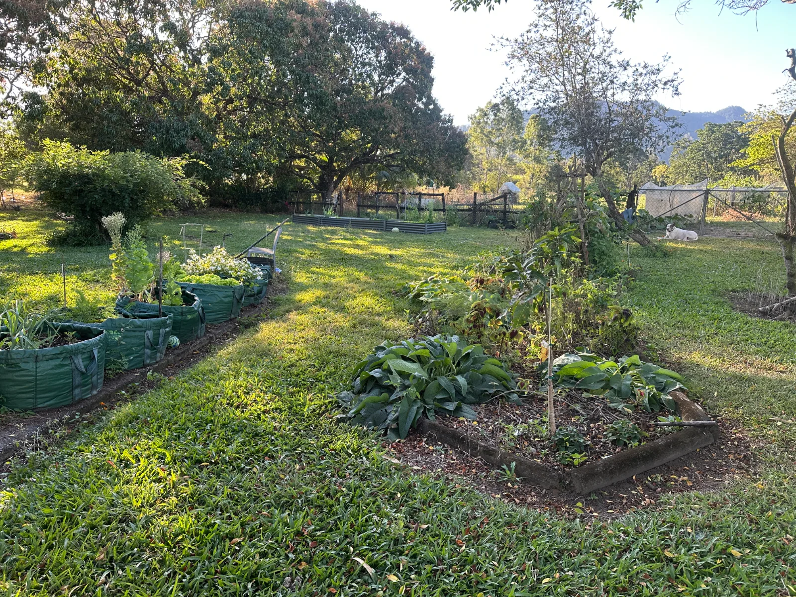 A sunlit garden featuring fabric grow bags on the left and a raised timber garden bed in the foreground.