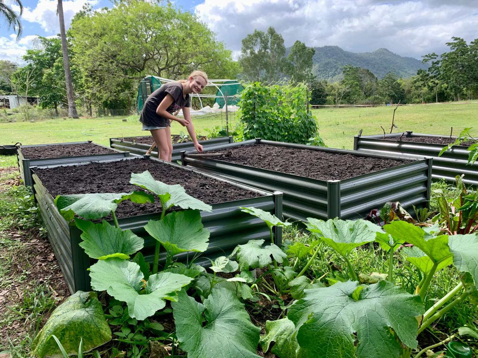 A person works with a hand rake in a garden bed filled with fresh soil surrounded by large pumpkin plants.