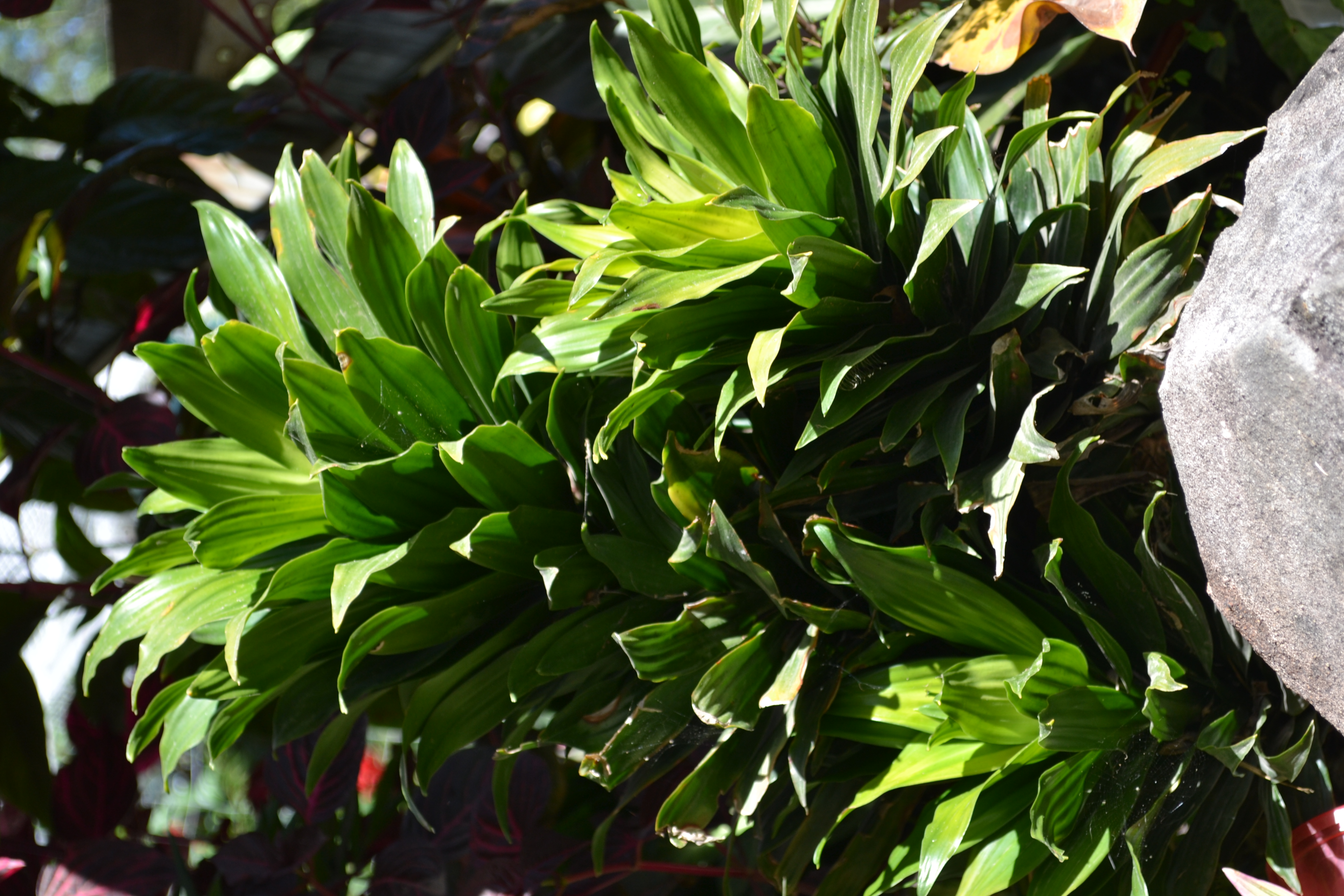 Dracaena Happy Plant in the garden