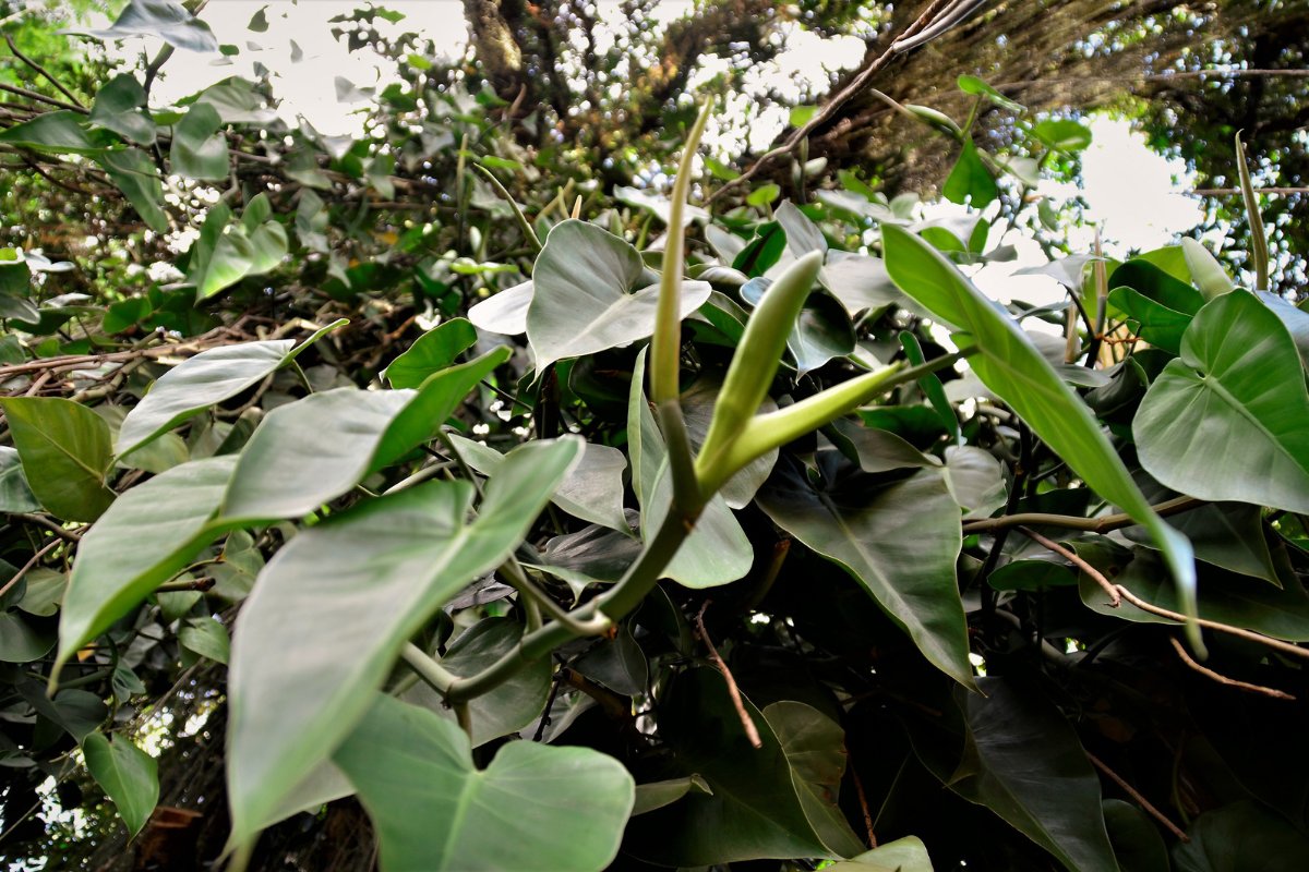 Heartleaf philodendron climbing and sprawling over tree branches.