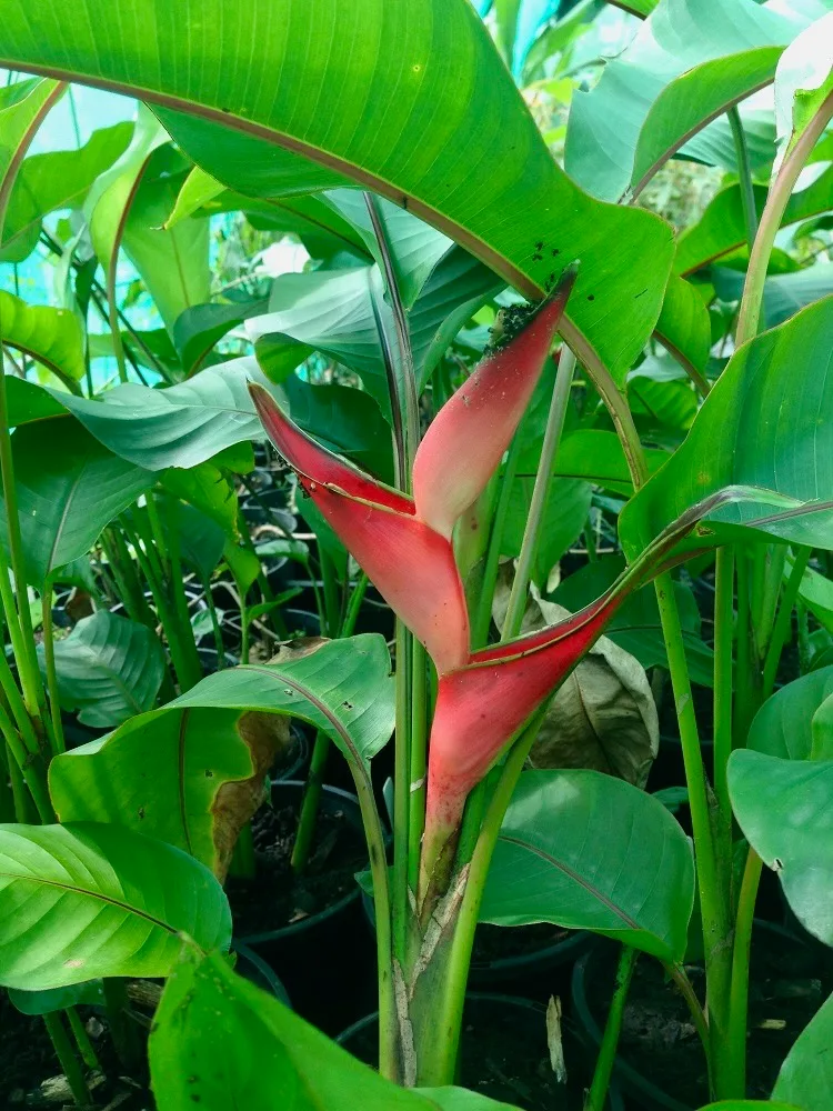Heliconia 'Dwarf Jamaican' — bright red Dwarf Jamaican bracts rise above lush green foliage in black nursery pots.