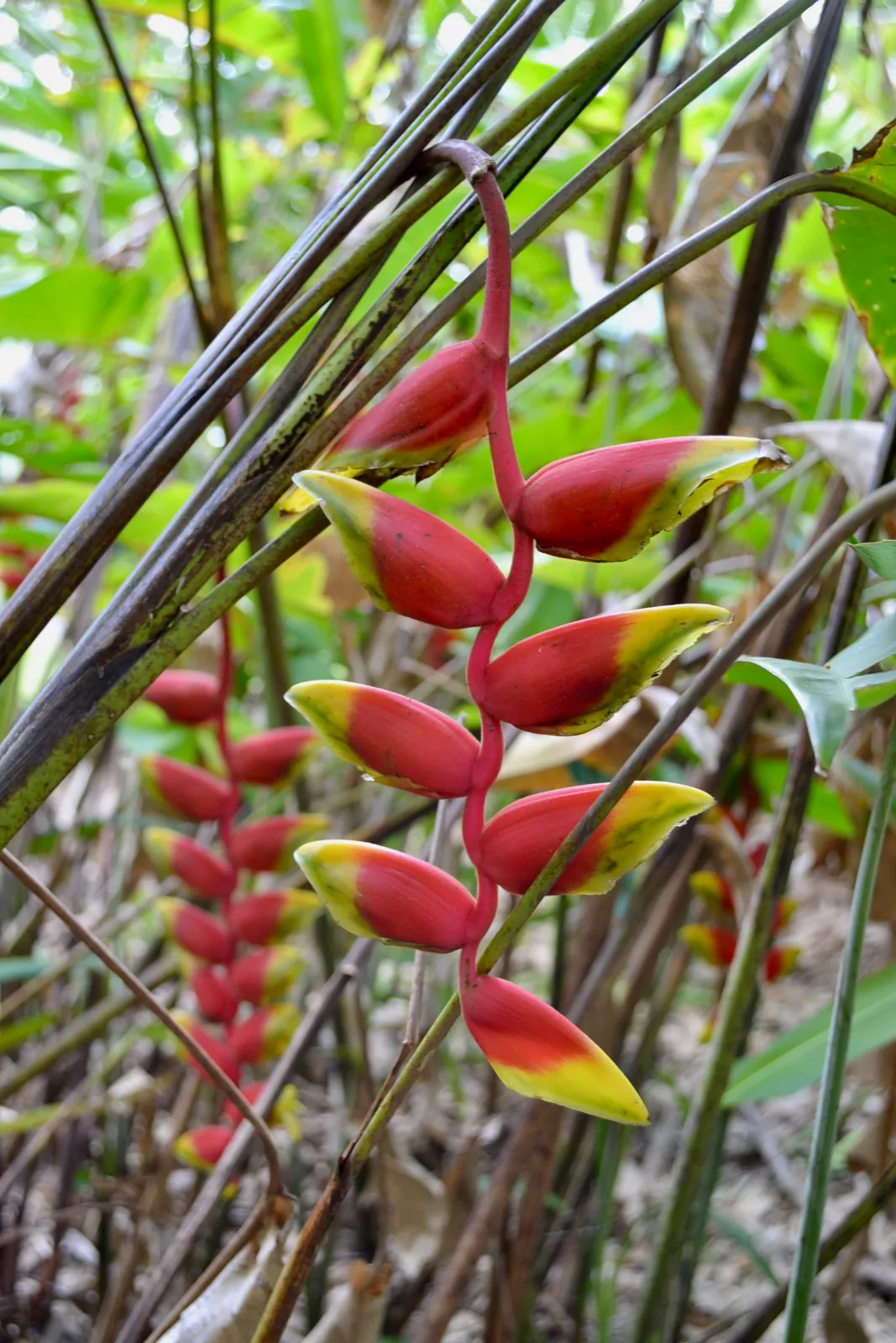 Bright red and yellow hanging Heliconia flowers on a stem among lush foliage.