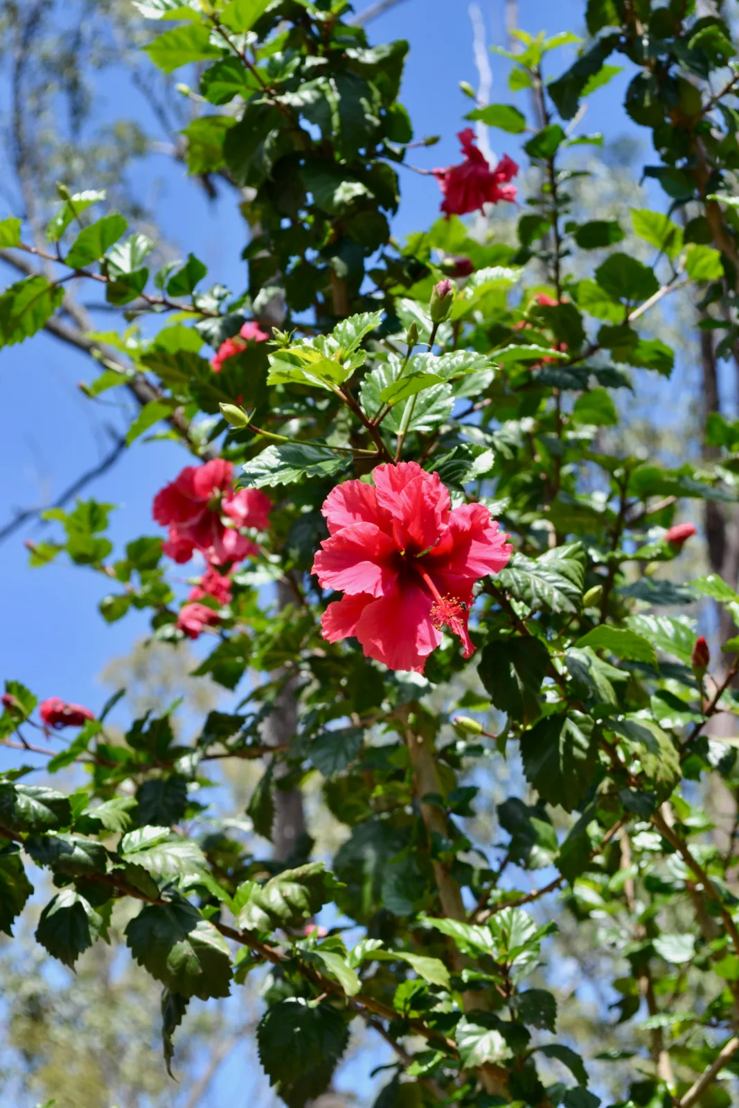 Bright red Hibiscus flower blooming on a leafy shrub against a blue sky.
