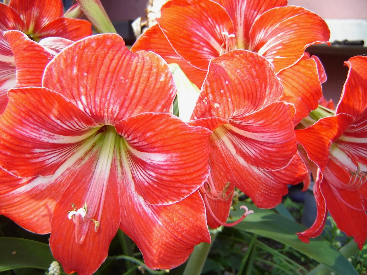 Close-up of vibrant orange and white striped Hippeastrum flowers in bloom.
