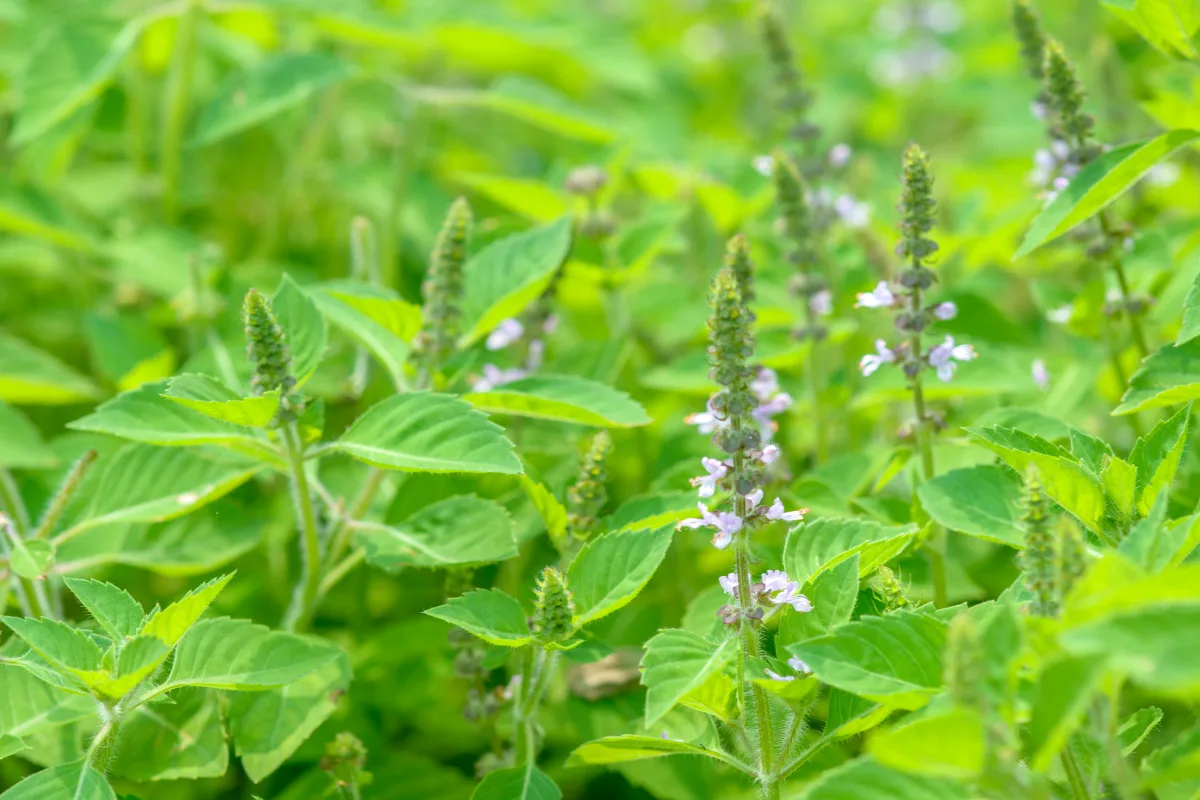 Holy basil plants with serrated leaves and spikes of small purple flowers.