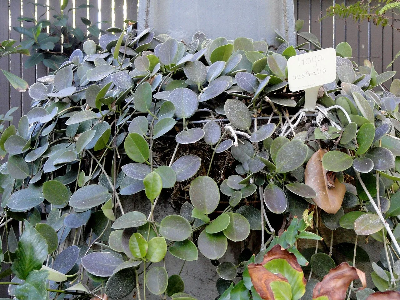 Hoya plant with trailing vines and a white identification tag.