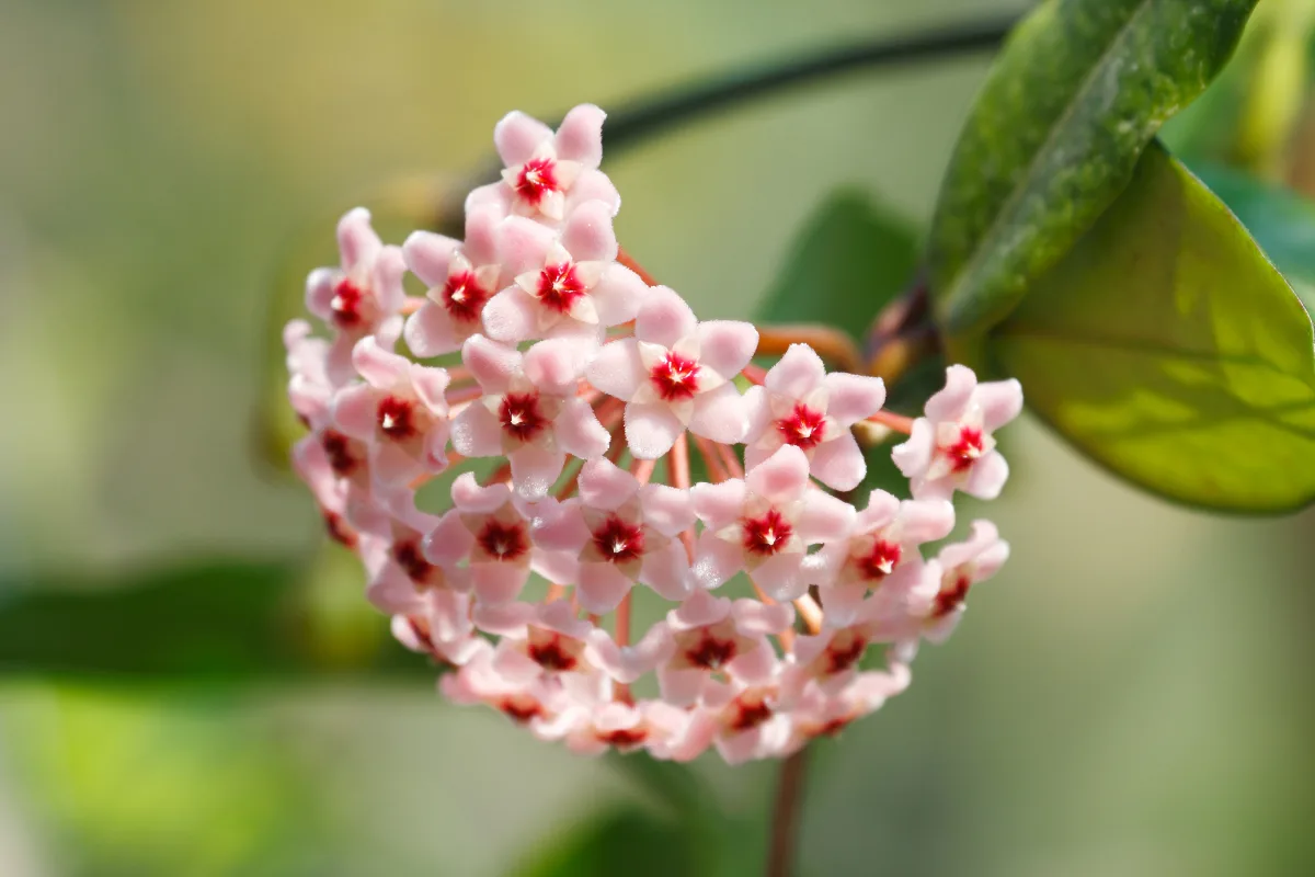 Cluster of pale pink Hoya carnosa flowers with dark red centers.