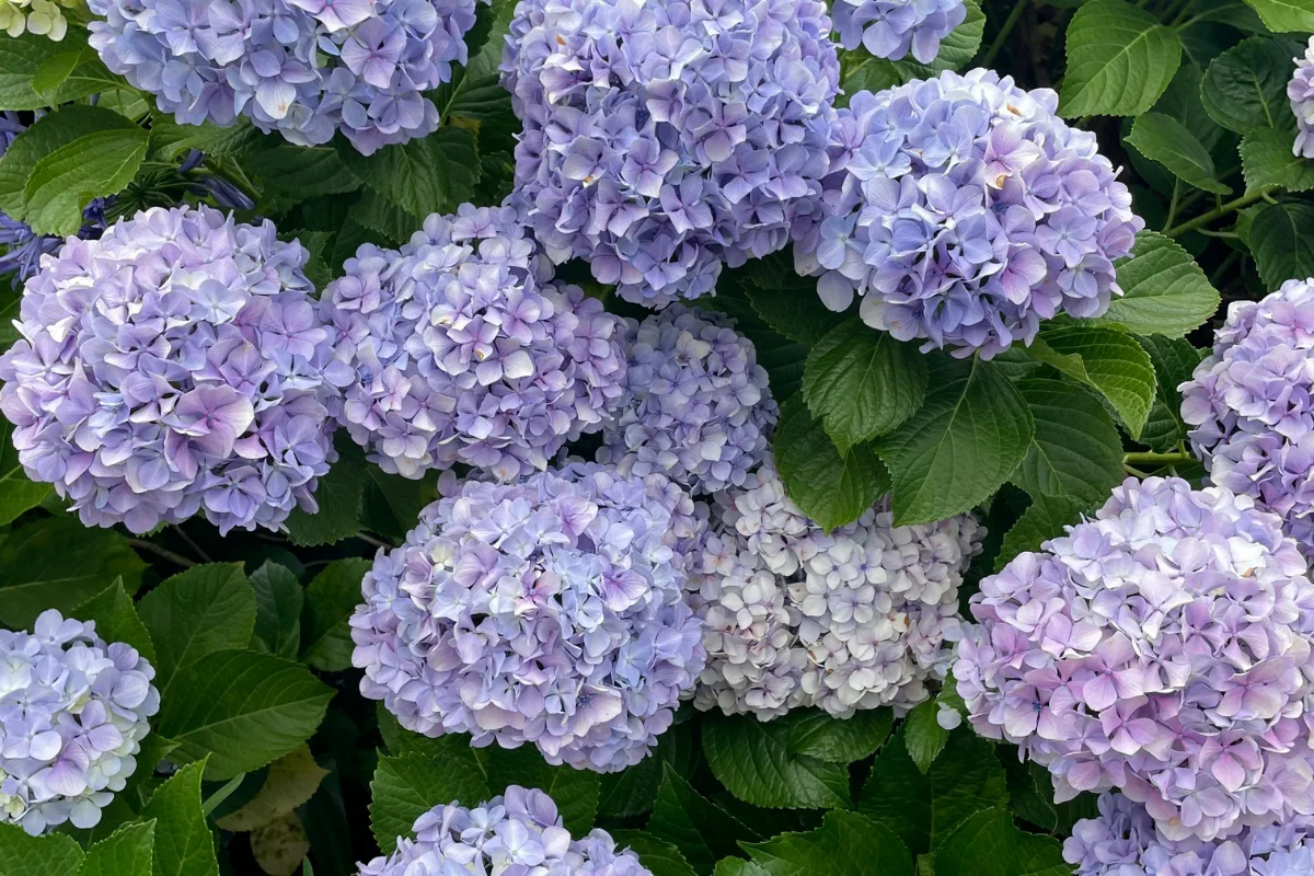 Large clusters of soft purple hydrangea flowers blooming among green leaves.