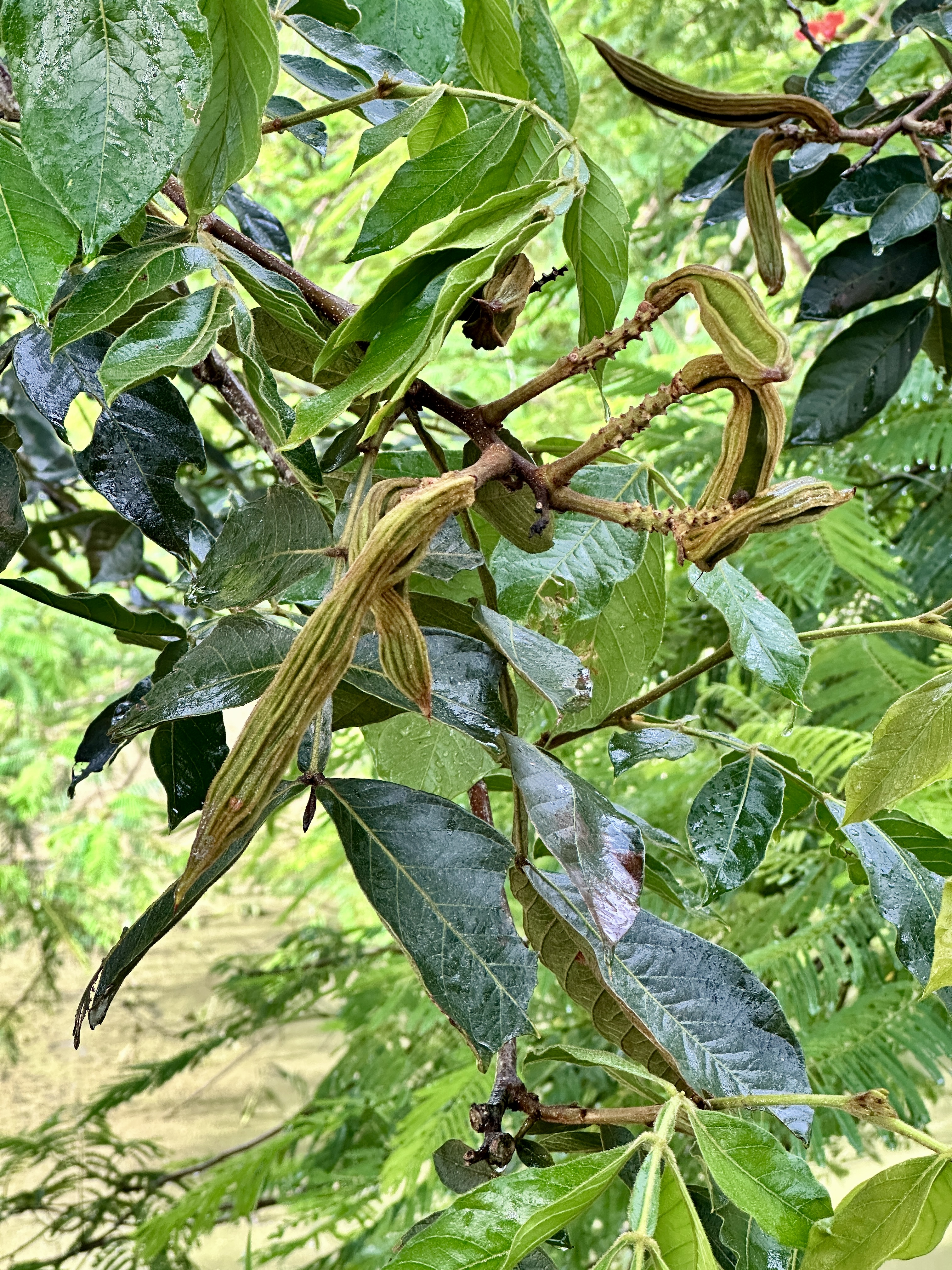 Long, slender ice cream bean pods hanging from a leafy tree branch.