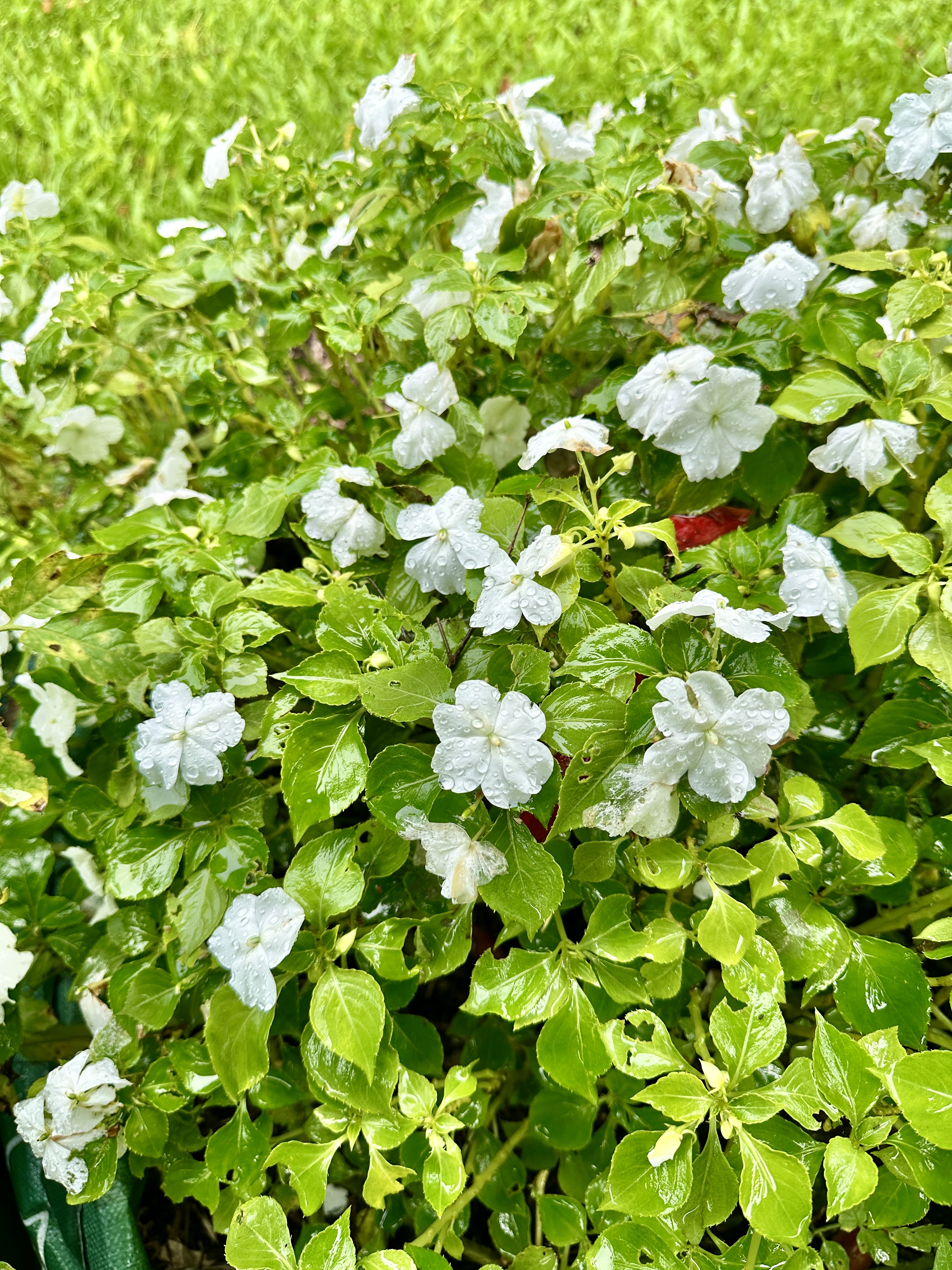 White Impatiens flowers and bright green leaves covered in water droplets.