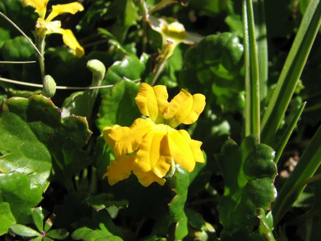 Bright yellow Ivy goodenia flower blooming among green scalloped leaves.