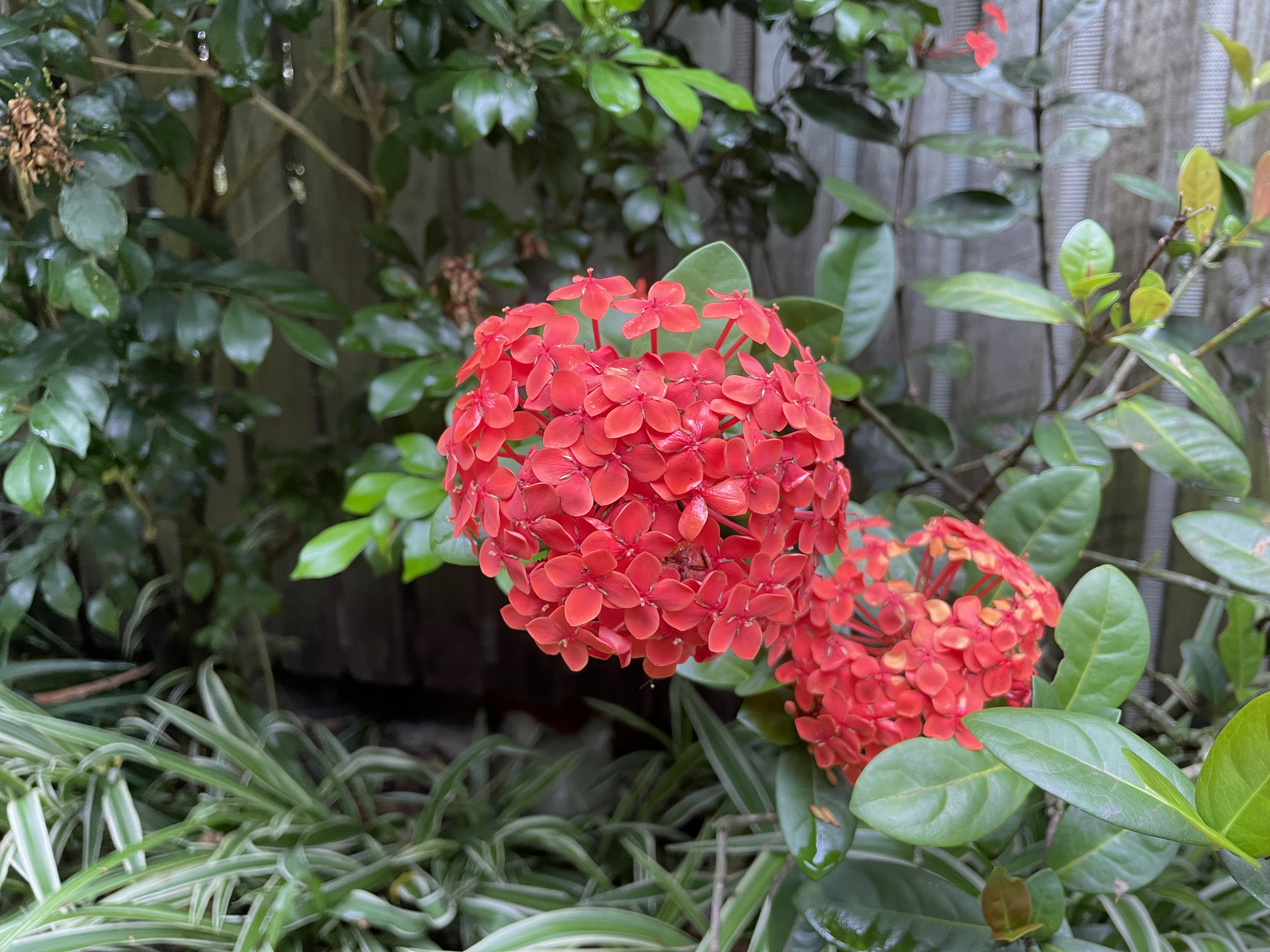 Bright red clusters of Ixora flowers blooming amidst green foliage.