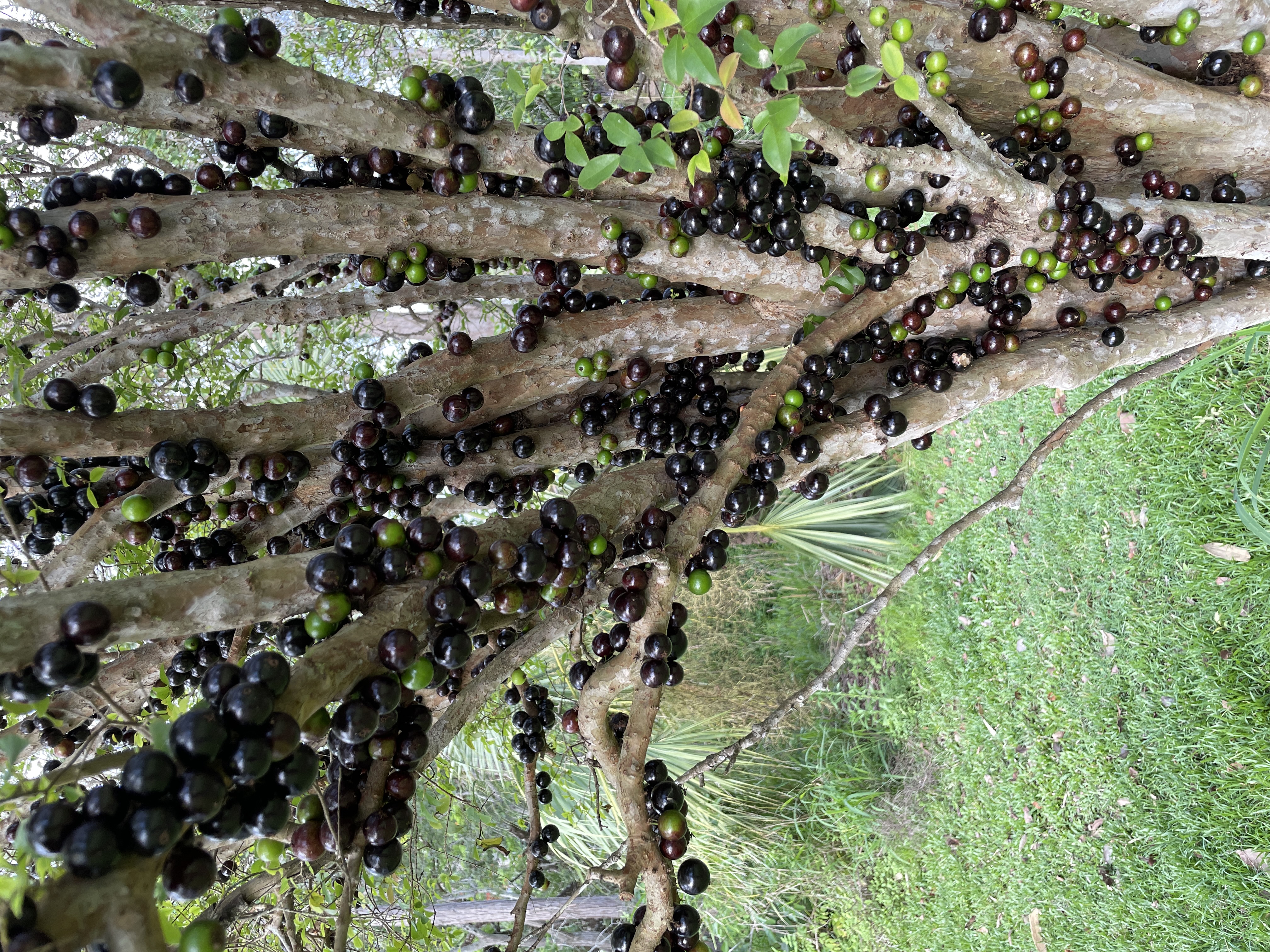 Dark purple and green Jaboticaba fruit growing directly on the tree trunk and branches.