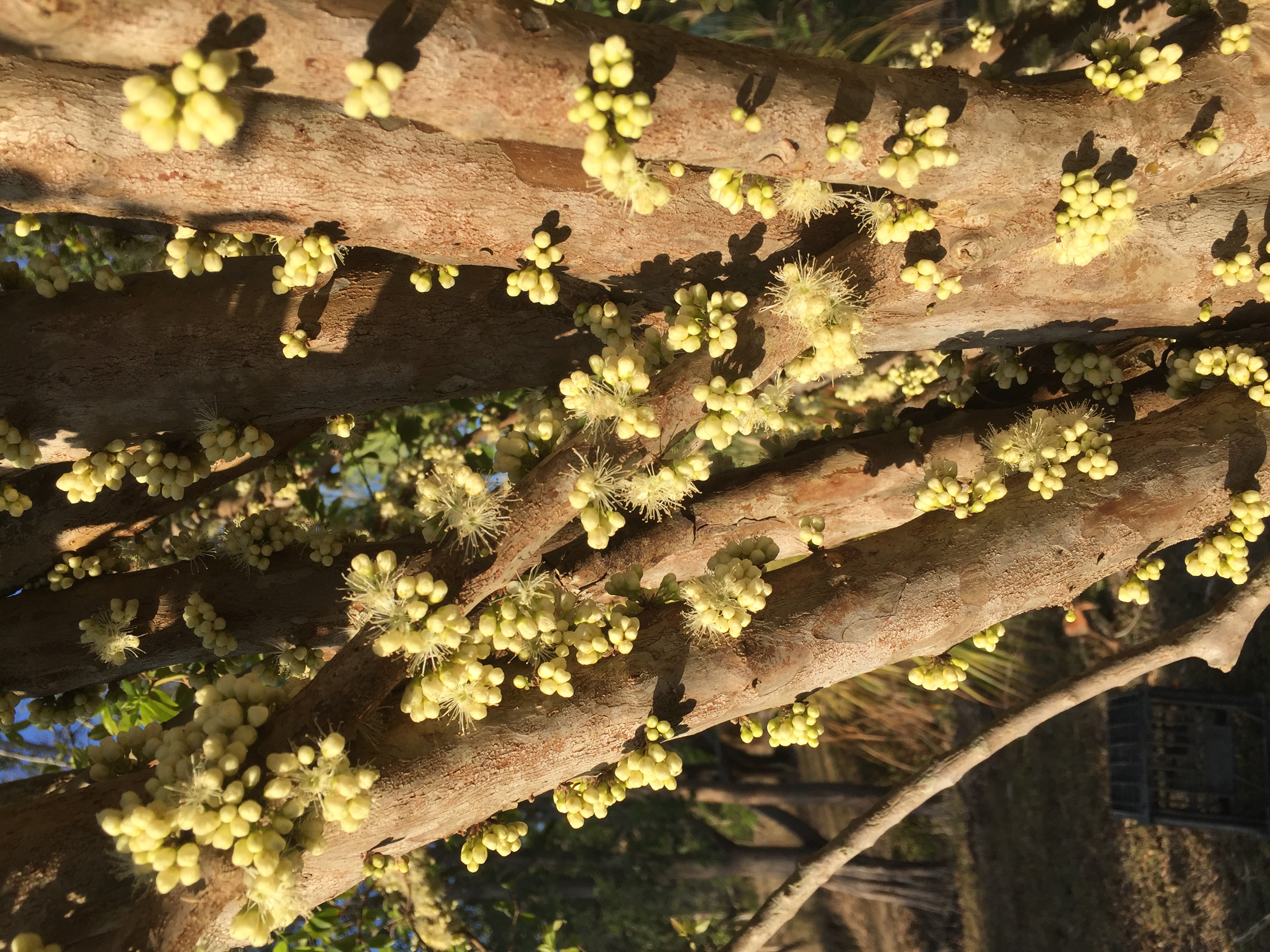 Small white flowers blooming directly on the trunk of a Jaboticaba.
