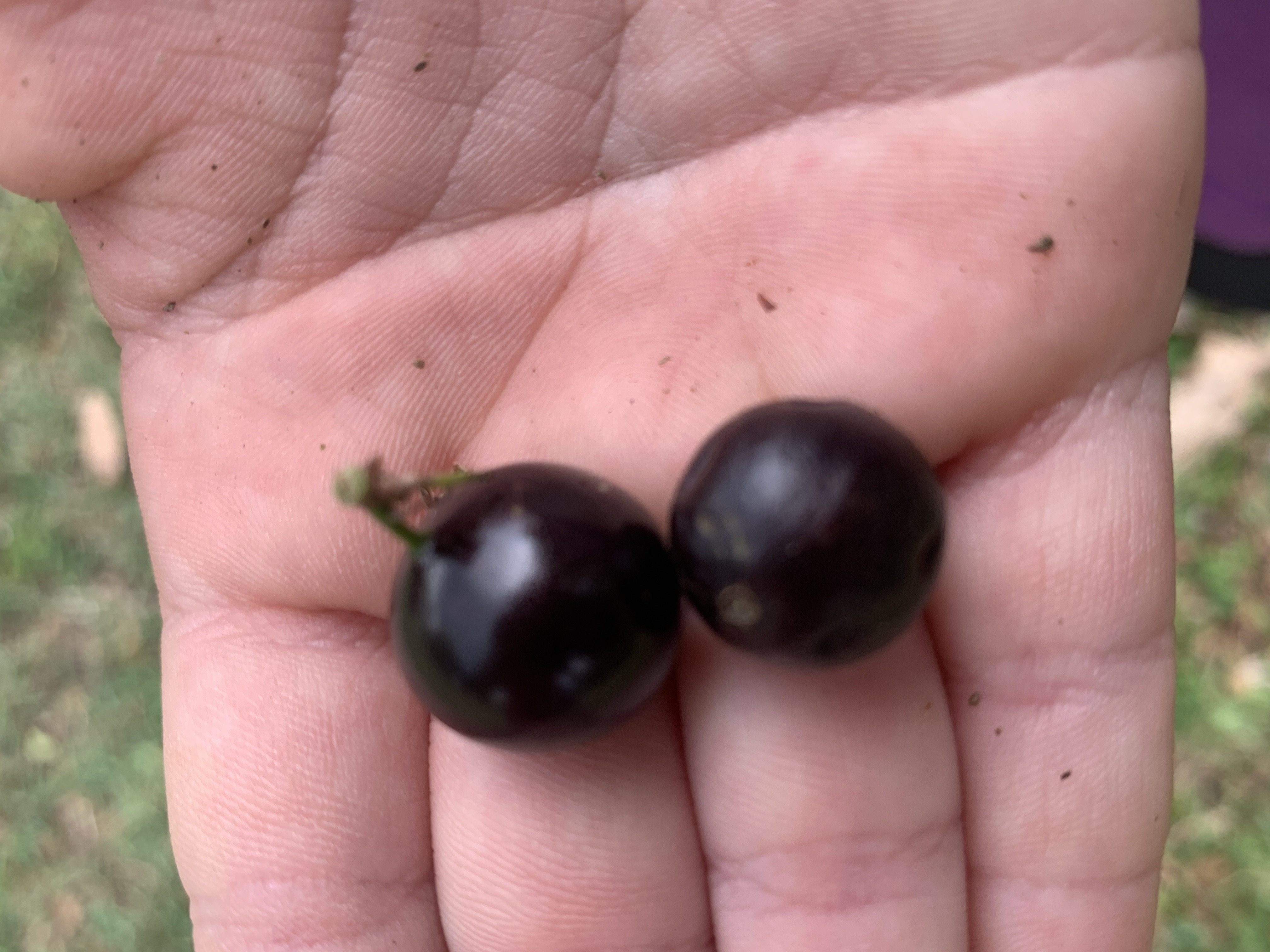 Two dark purple jaboticaba fruits resting in an open hand.