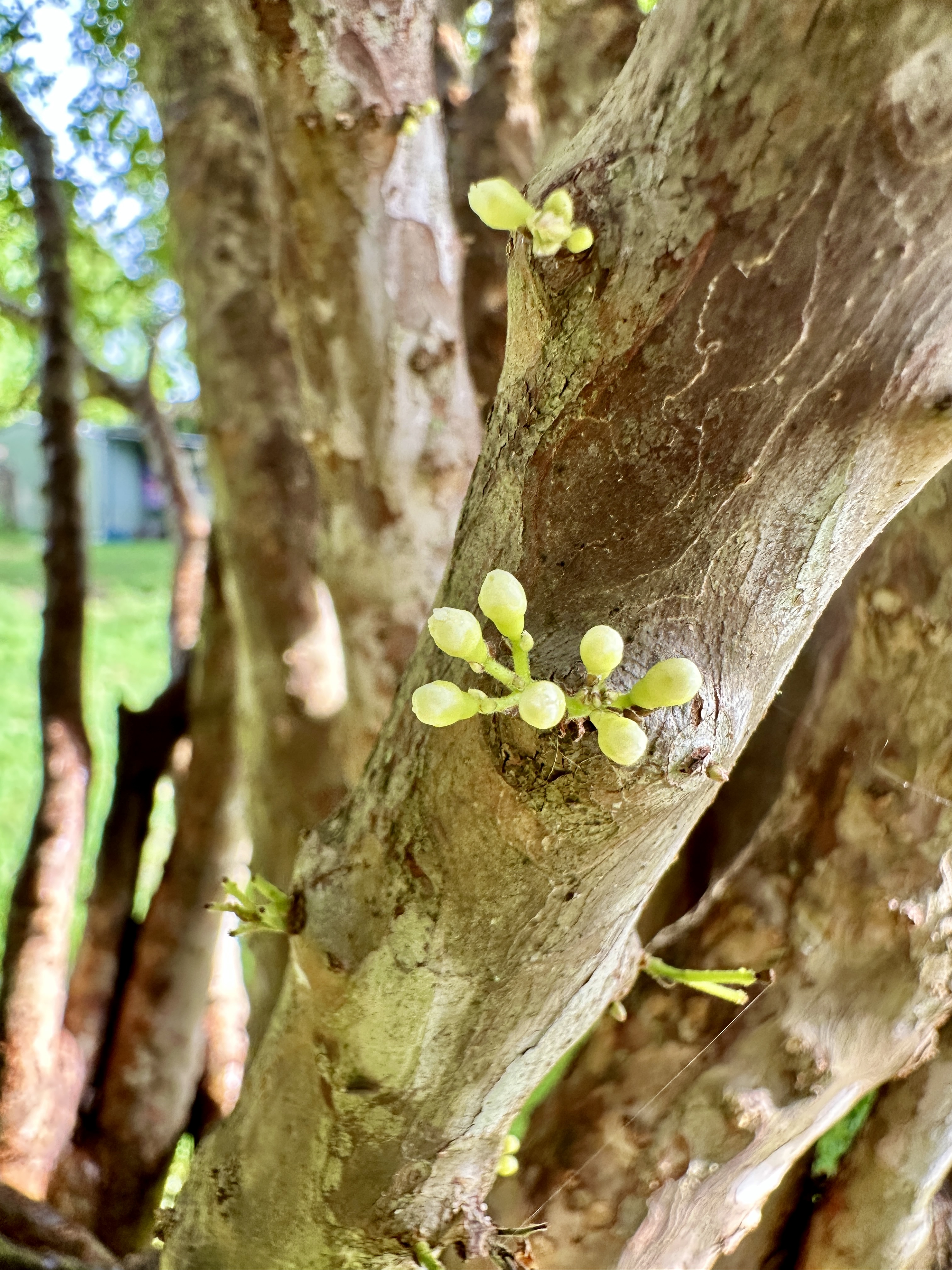 Small white buds emerging directly from the textured bark of a Jaboticaba trunk.