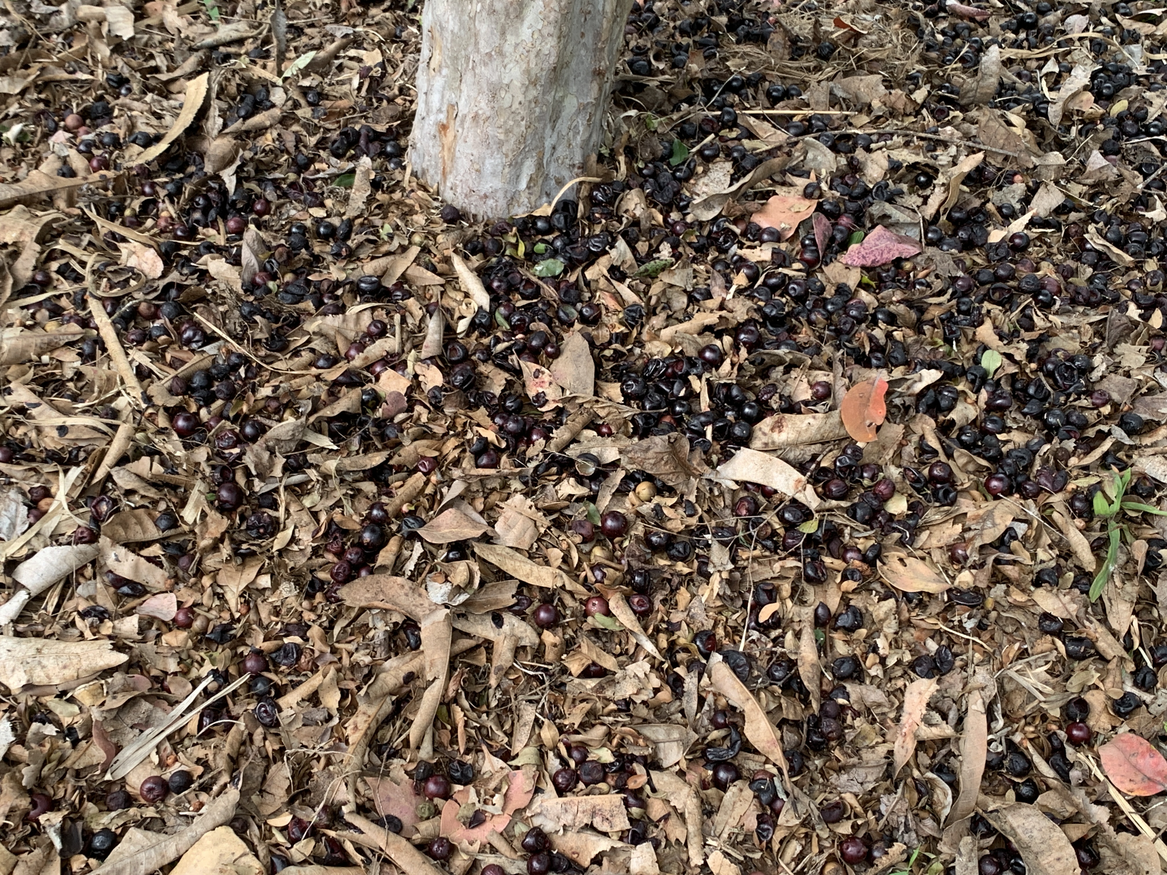 Fallen Jaboticaba fruit scattered on the ground around the base of a tree trunk.