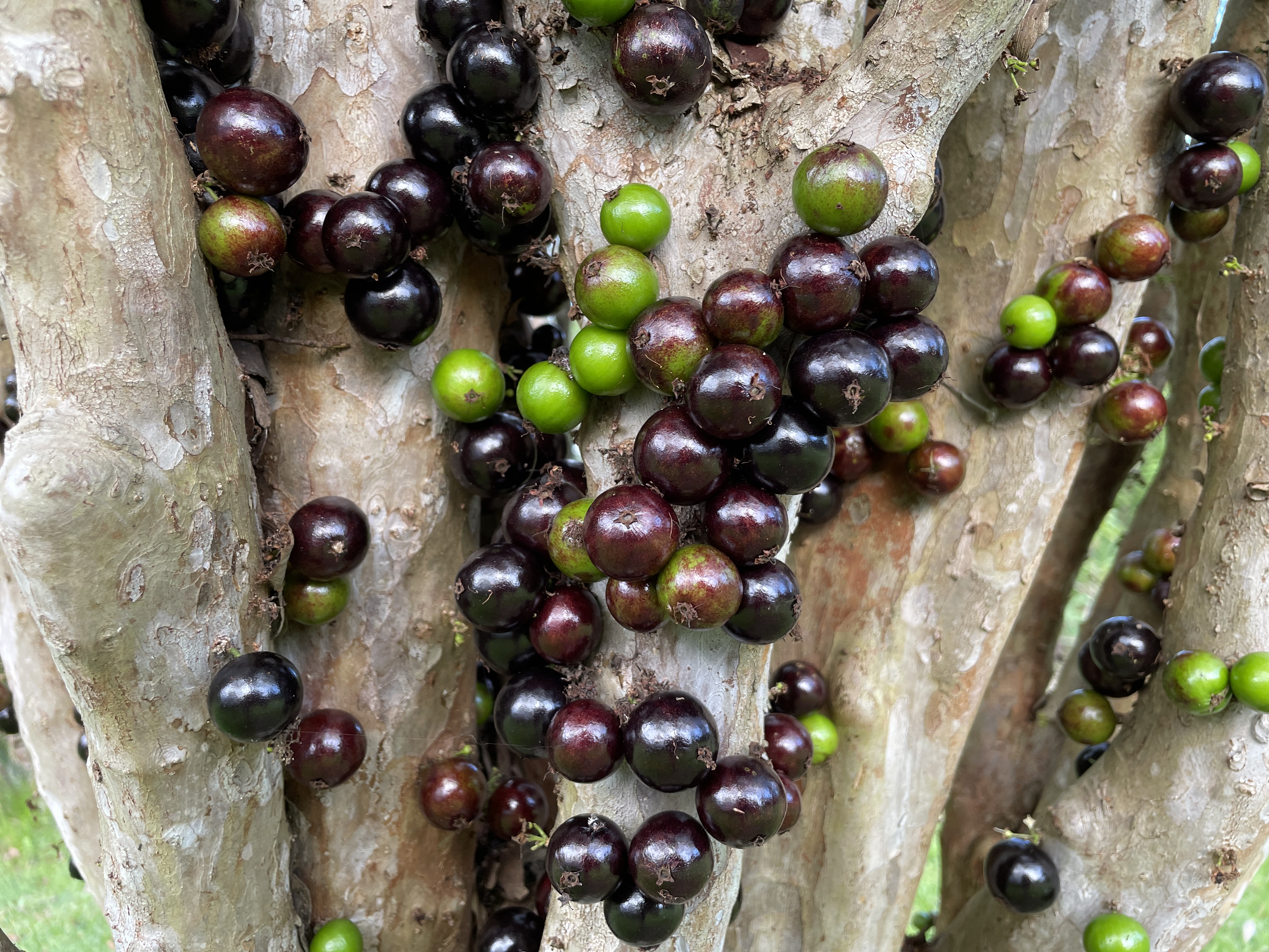 Round, dark purple and green Jaboticaba fruits growing directly from the textured bark of the tree trunk.
